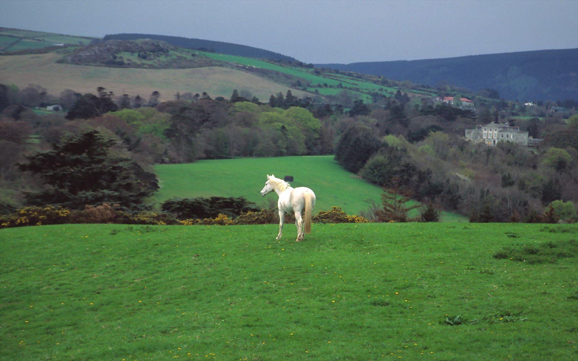 Irland, Landschaft, Irische Landschaft, Reisen, Natur, 1920x1200 HD Desktop