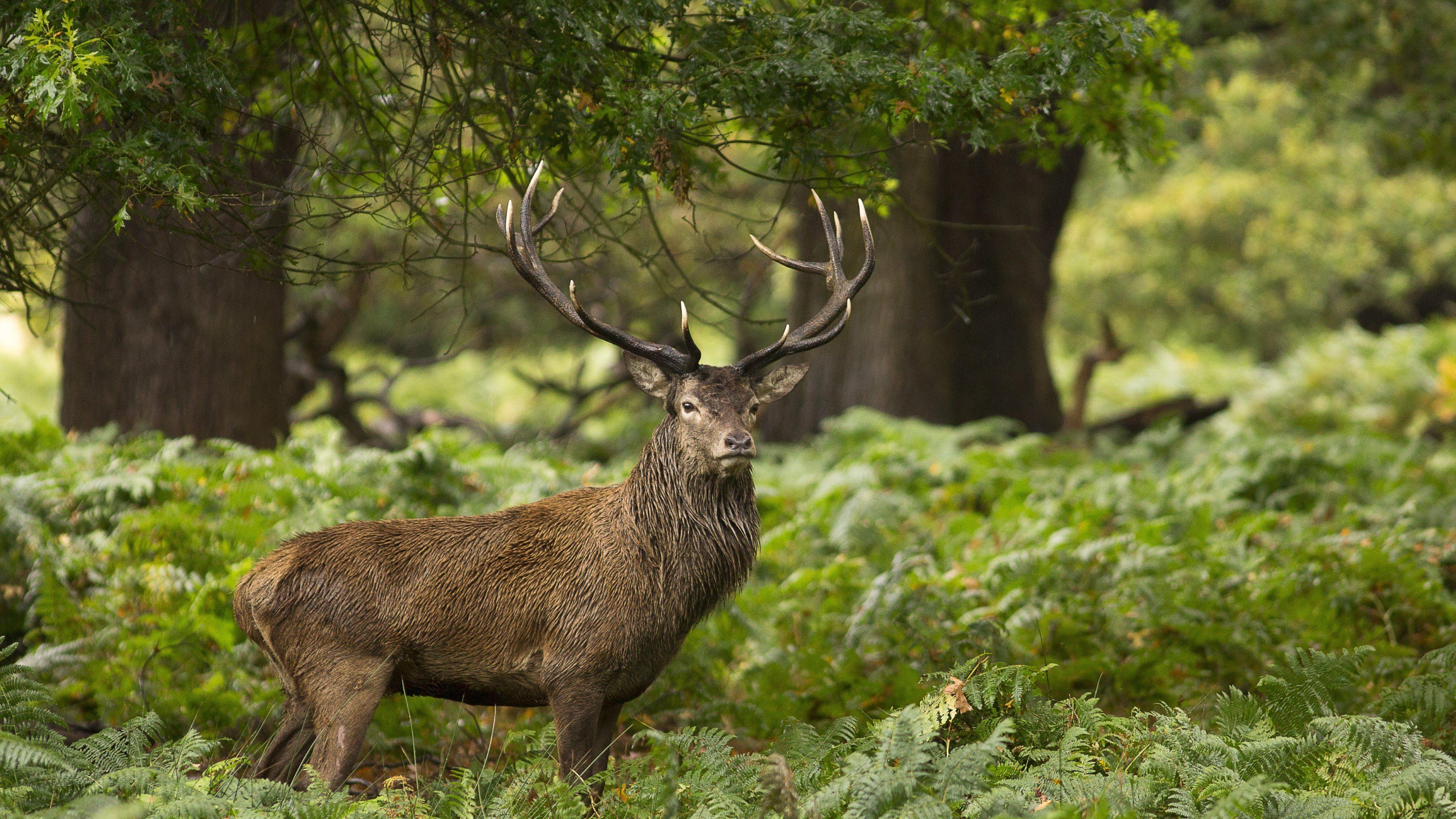 Hirsch, 4K, Tiere, Wildtiere, Natur, 3840x2160 4K Desktop