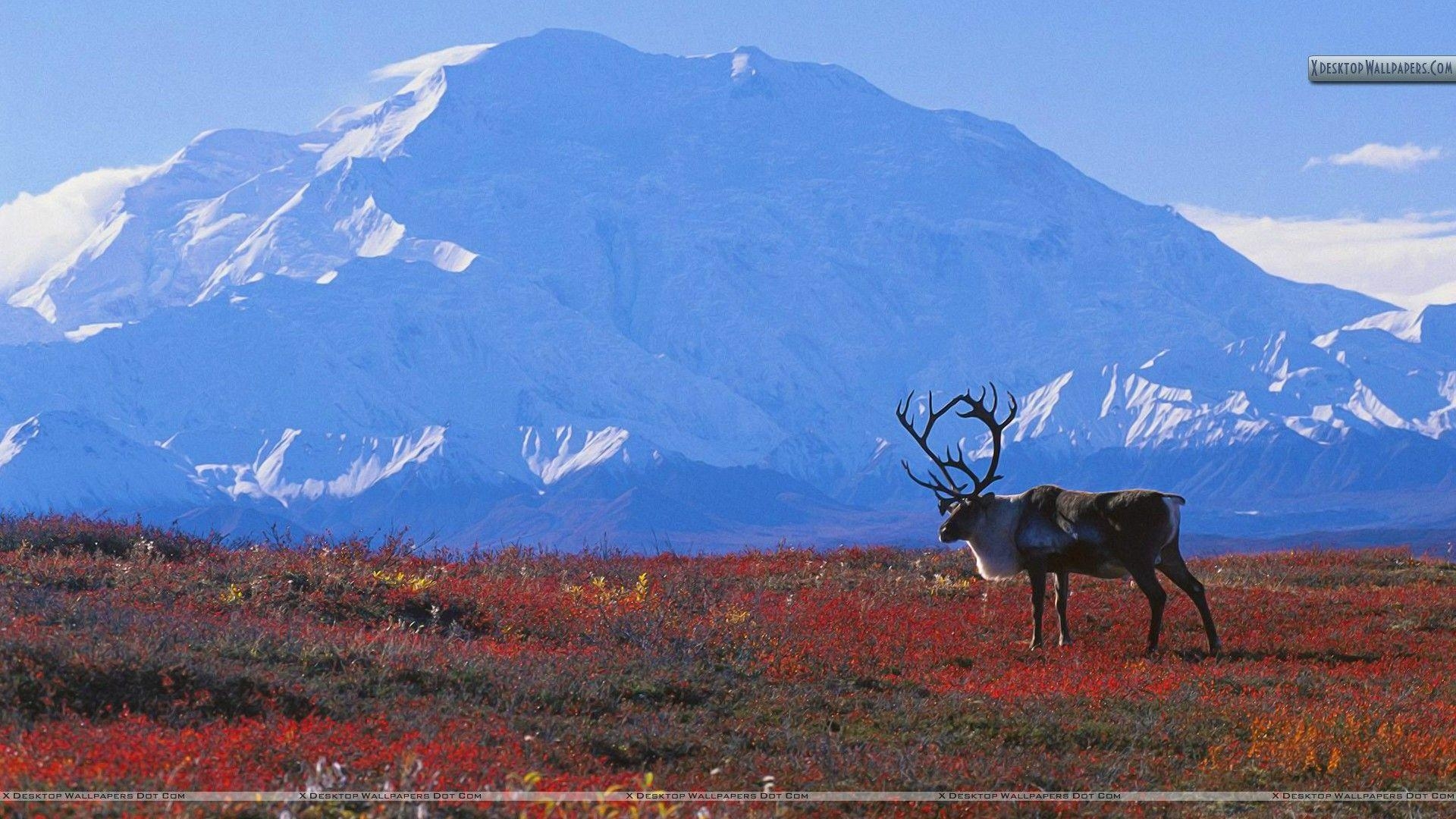 Karibu, Herbst, Tundra, Denali, Nationalpark, 1920x1080 Full HD Desktop