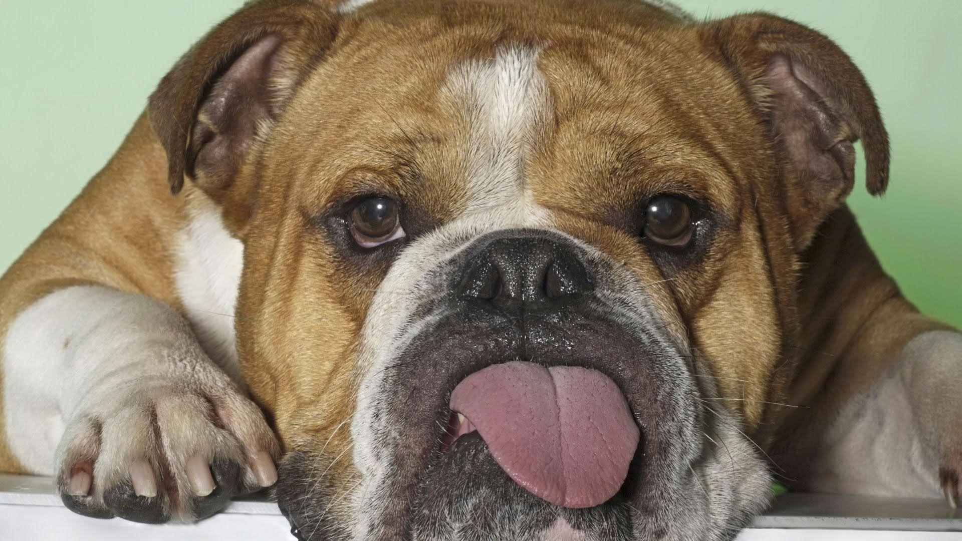 Alte Englische Bulldogge, massiv, liebevoll, Haustierkomfort, 1920x1080 Full HD Desktop