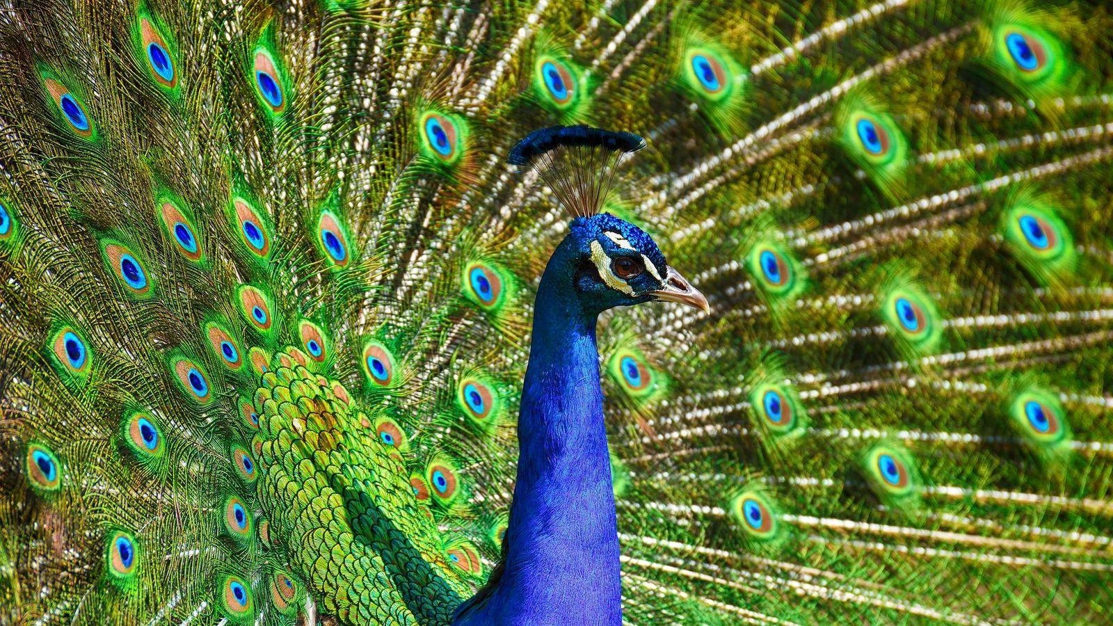 Pfau, schöner Vogel, HD-Hintergrund, Tierbild, Foto, 1600x900 HD Desktop