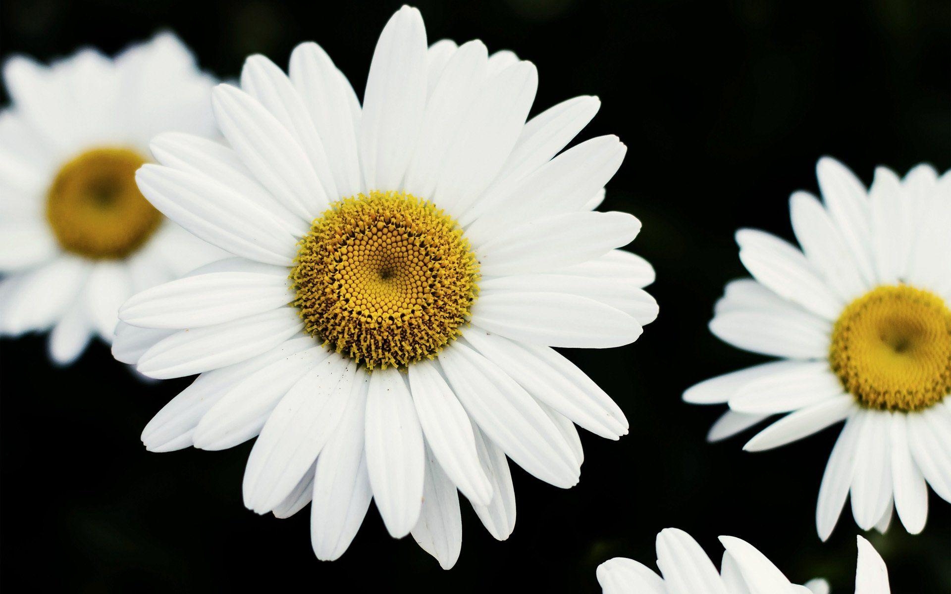 Gänseblümchen, HD-Natur, Hintergrundbild, Bild, Blumen, 1920x1200 HD Desktop