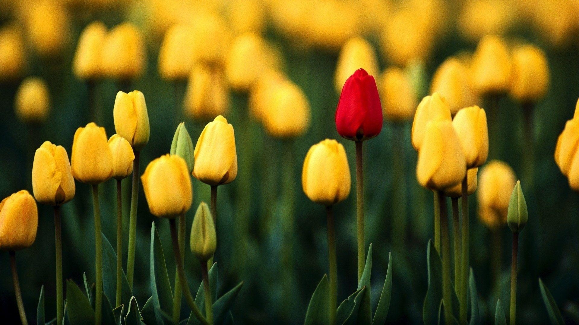 Tulpen, Natur, Blumig, Hintergrund, Farbenpracht, 1920x1080 Full HD Desktop