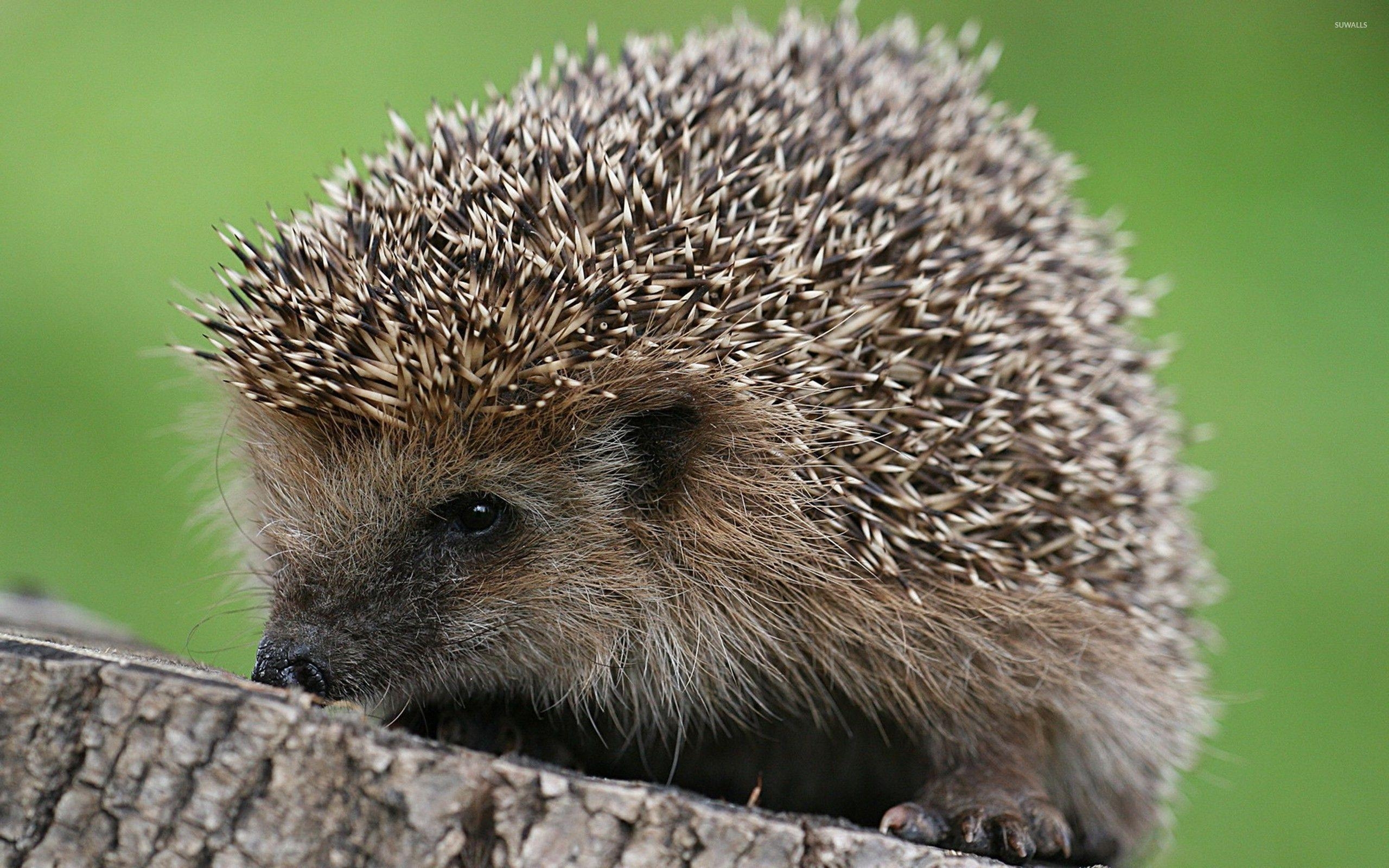 Igel, Tiere, Niedlich, Hintergrund, Bild, 2560x1600 HD Desktop