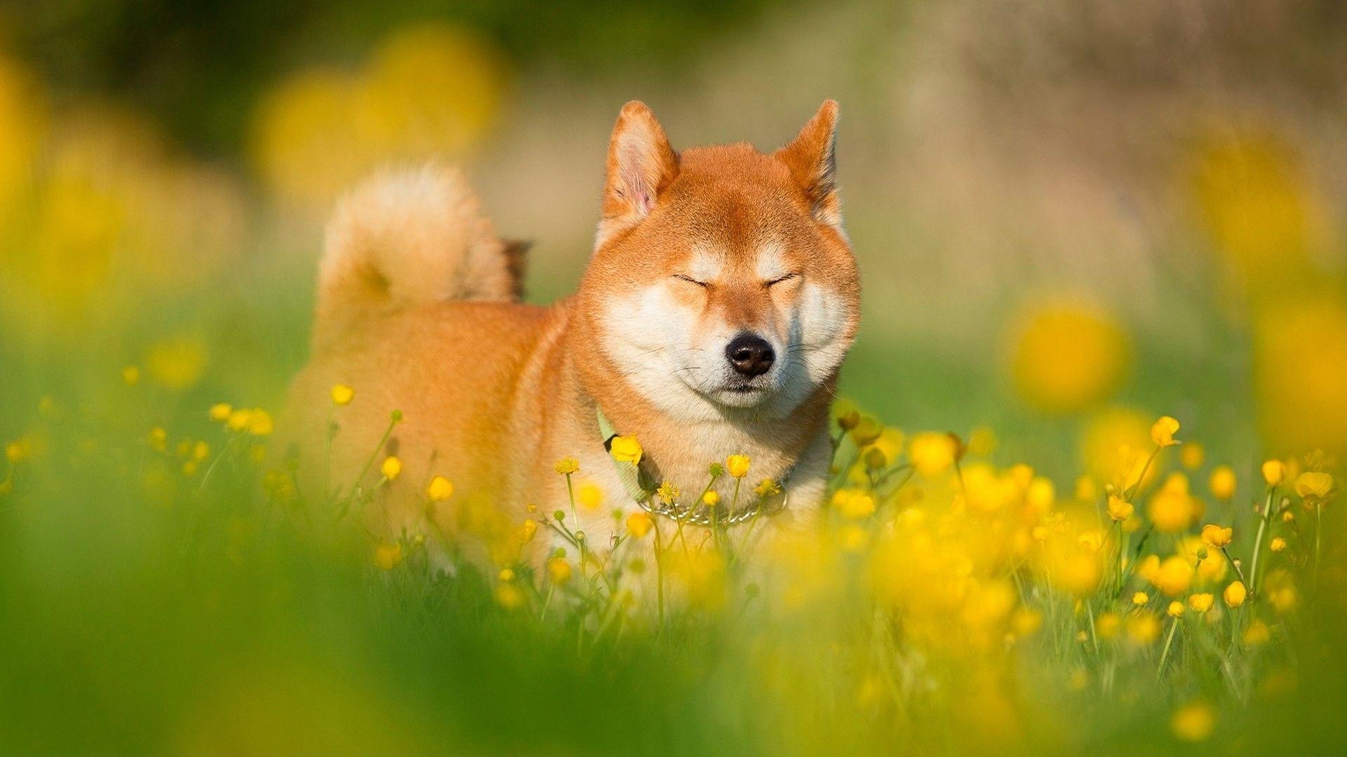 Shiba Inu, Tiere, Hunde, Wallpaper, Japan, 1920x1080 Full HD Desktop