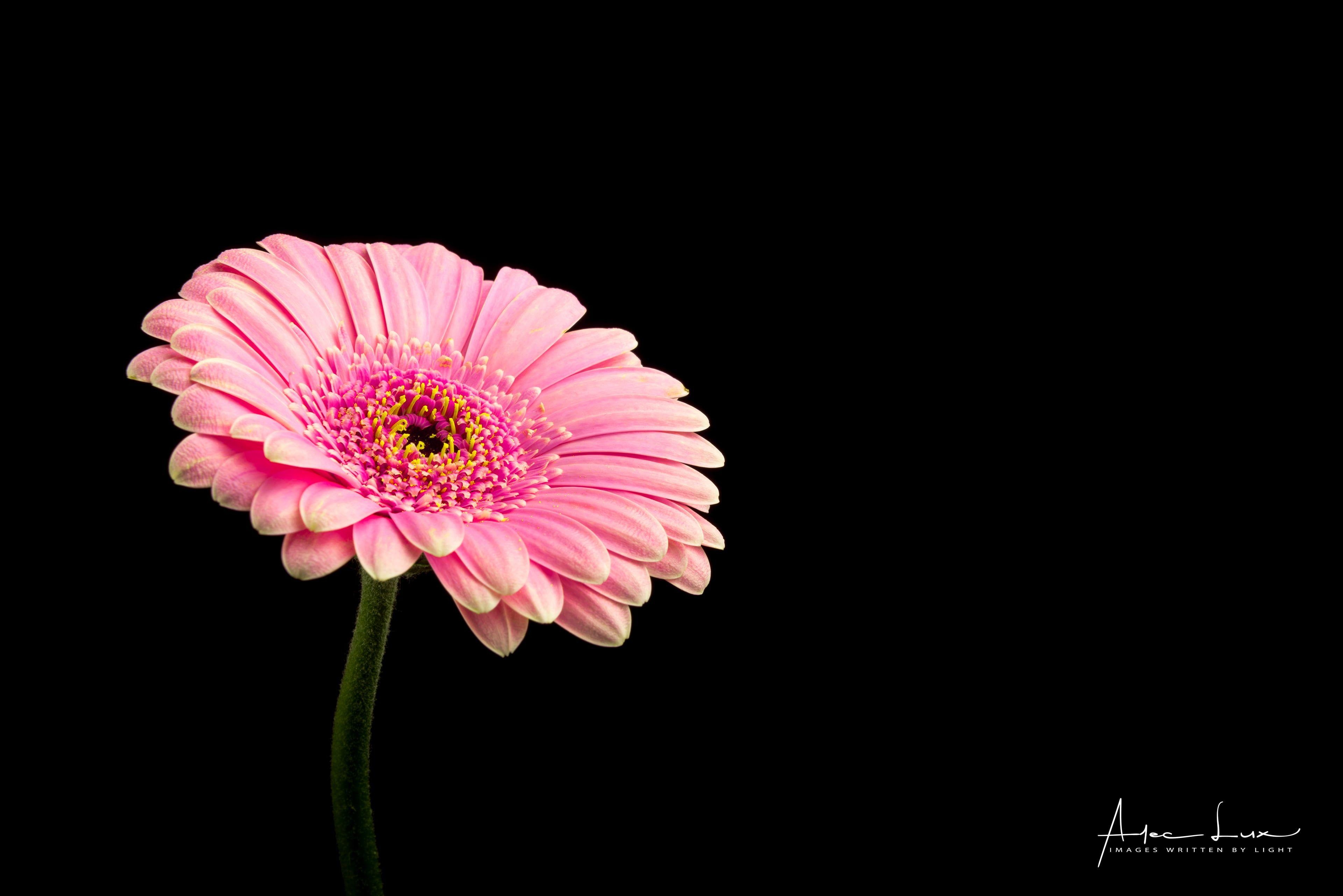 Nahaufnahme, Pink, Gerbera, Fotografie, HD Bild, 3840x2570 4K Desktop