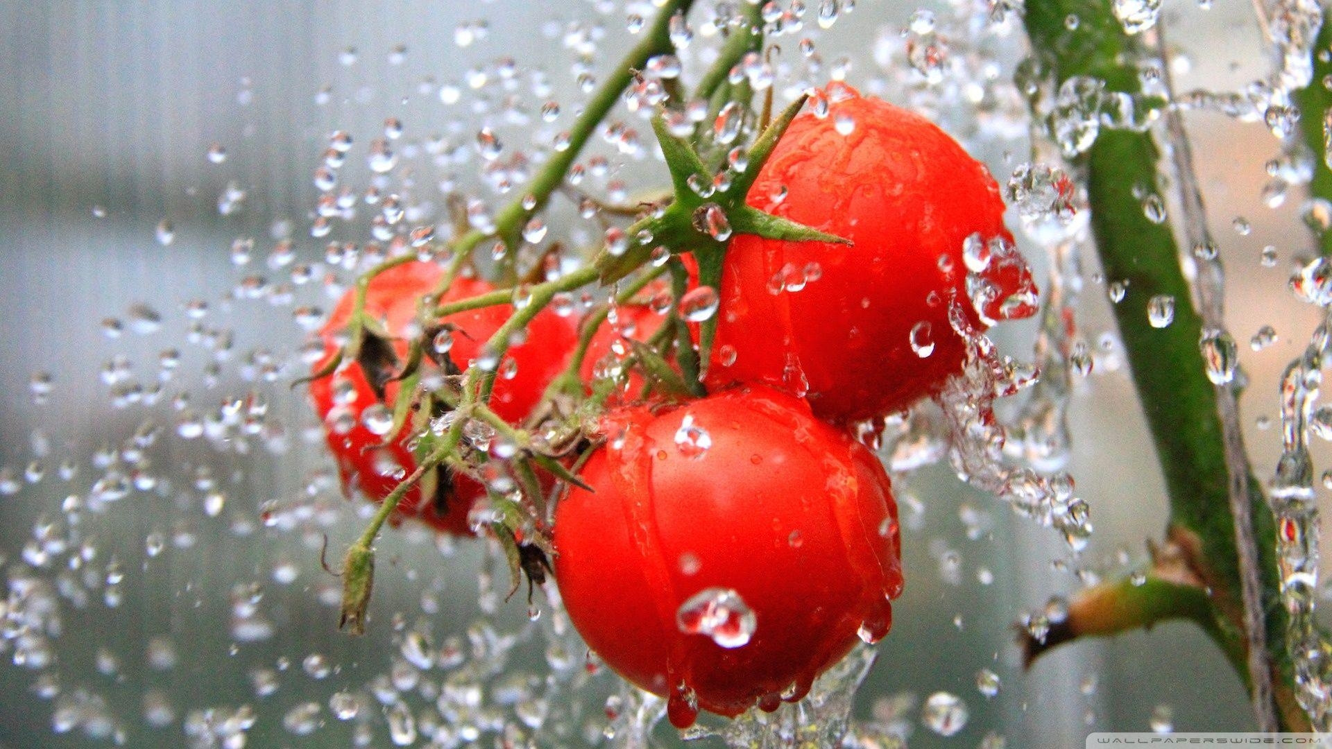 Tomate, Dusche, 4K, HD Fernseher, Hintergrund, 1920x1080 Full HD Desktop