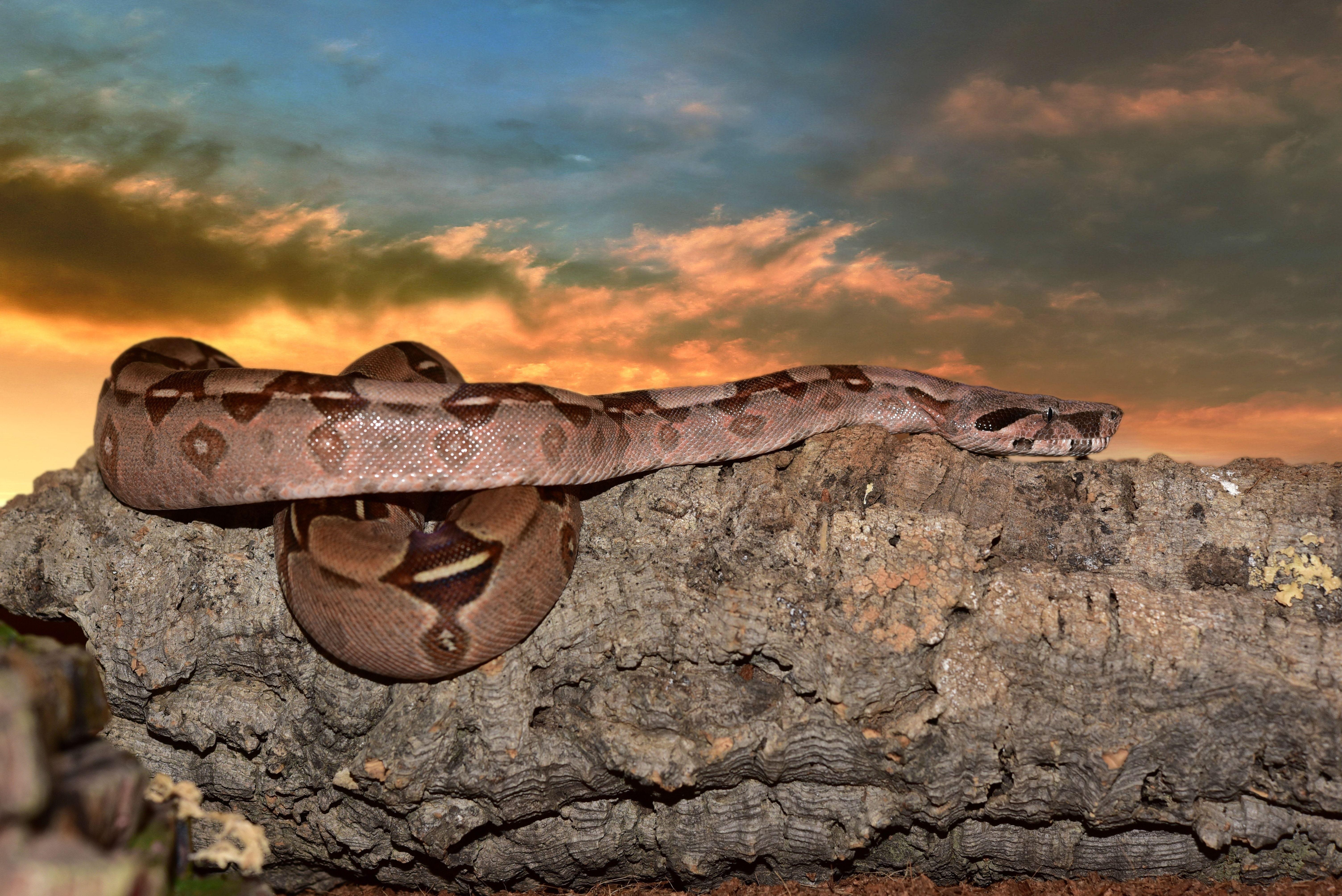 Boa Constrictor, Schlangenbild, Wildleben, Tiere, Kostenfrei, 6020x4020 4K Desktop