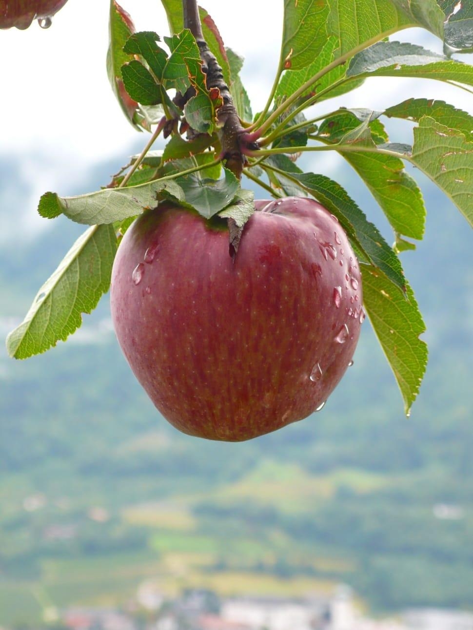 Äpfel am Baum, Natur, Kostenloses Bild, Früchte, Ernte, 970x1300 HD Handy