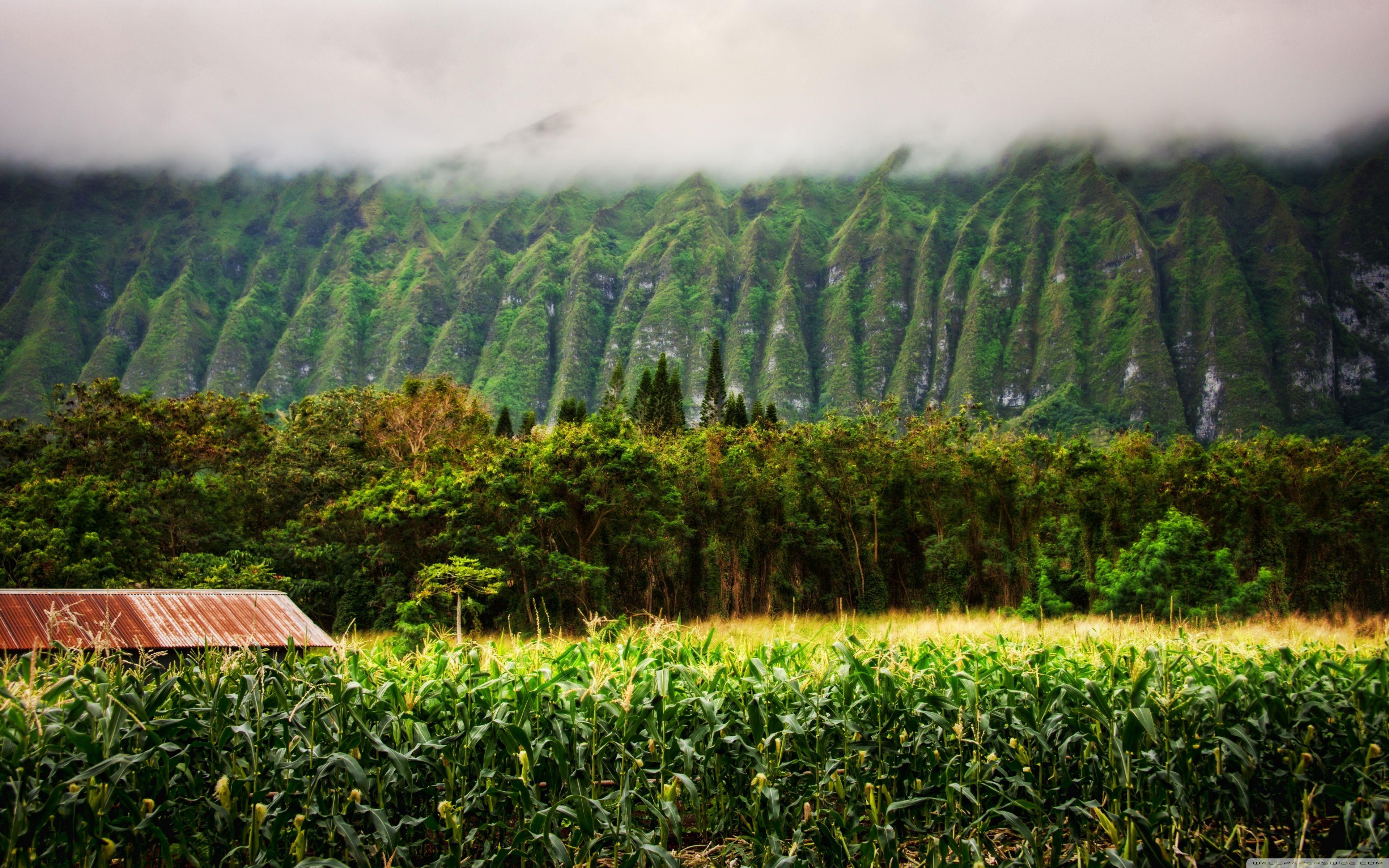 Oahu, Hochland, 4K HD, Ultra HD, Reisen, 3840x2400 4K Desktop