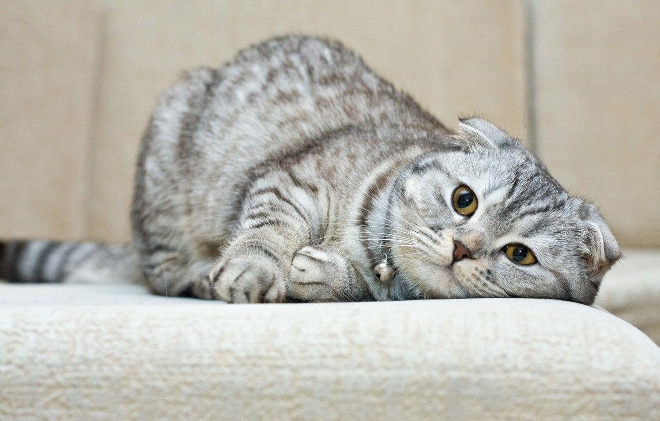 Scottish Fold, Katzenrasse, Bild, Desktop, Haustier, 1340x850 HD Desktop