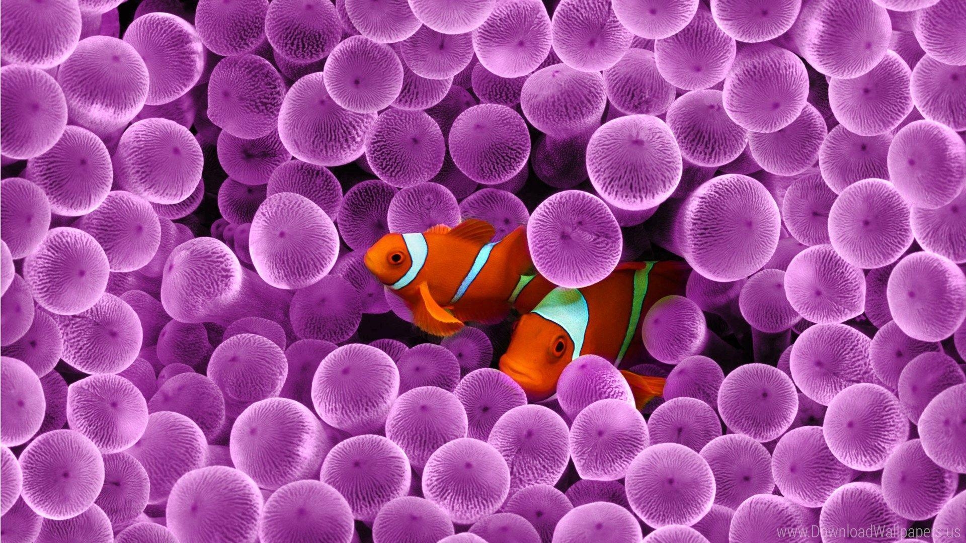 Clownfisch, Full HD, PC-Hintergrundbild, SuperWallpaper.com