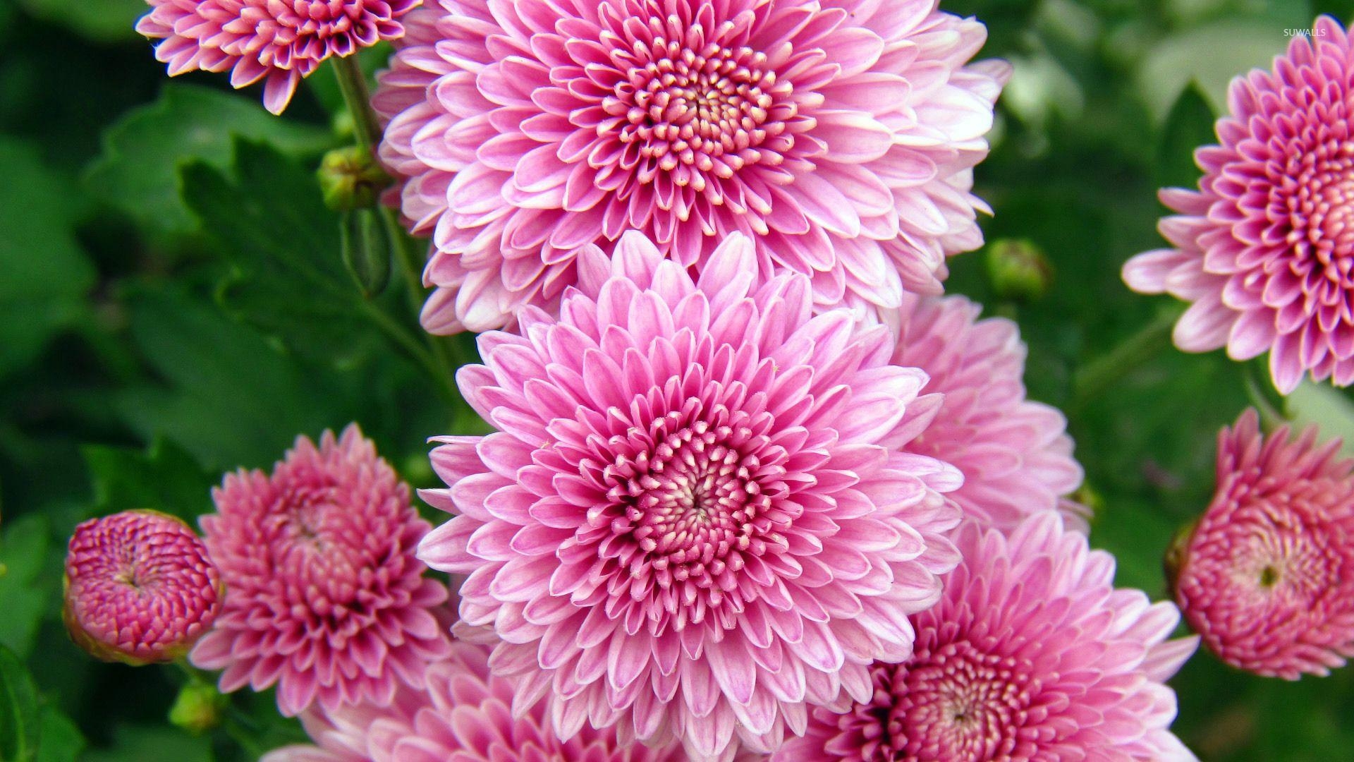 Chrysantheme, Pink, Hintergrund, Blume, Natur, 1920x1080 Full HD Desktop