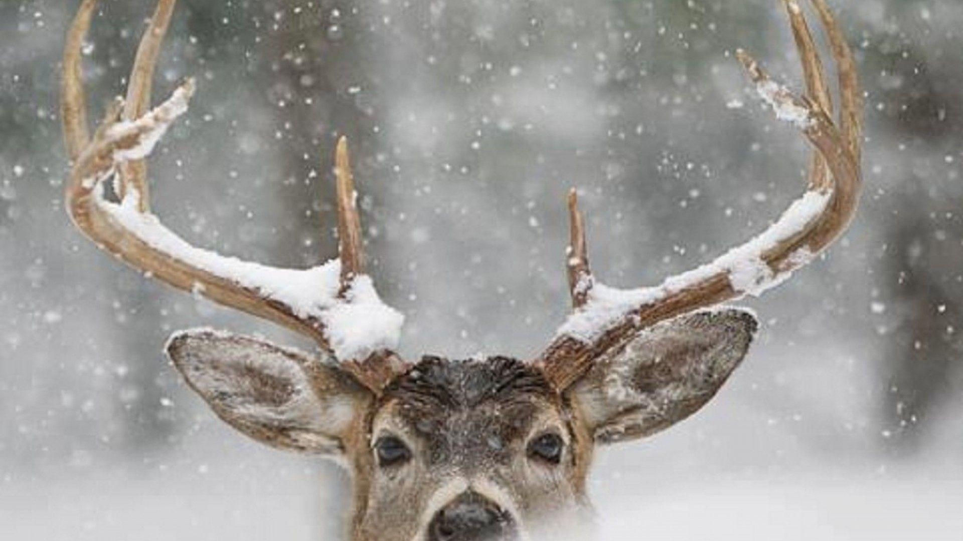 Hirsch, Winter, Schnee, Tierwelt, Hintergrund, 1920x1080 Full HD Desktop