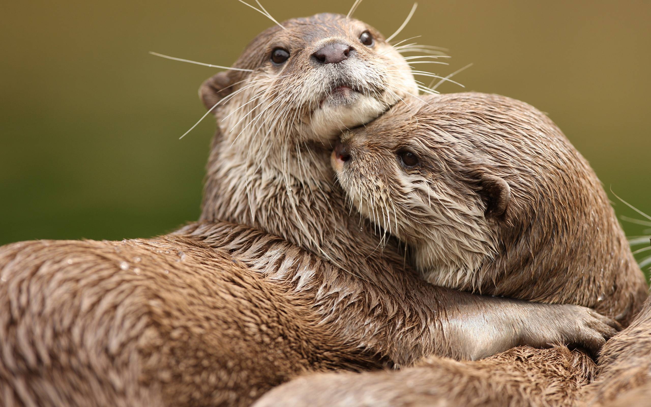 Otter, Hintergrund, Tierwelt, Wasser, Wildtier, 2560x1600 HD Desktop