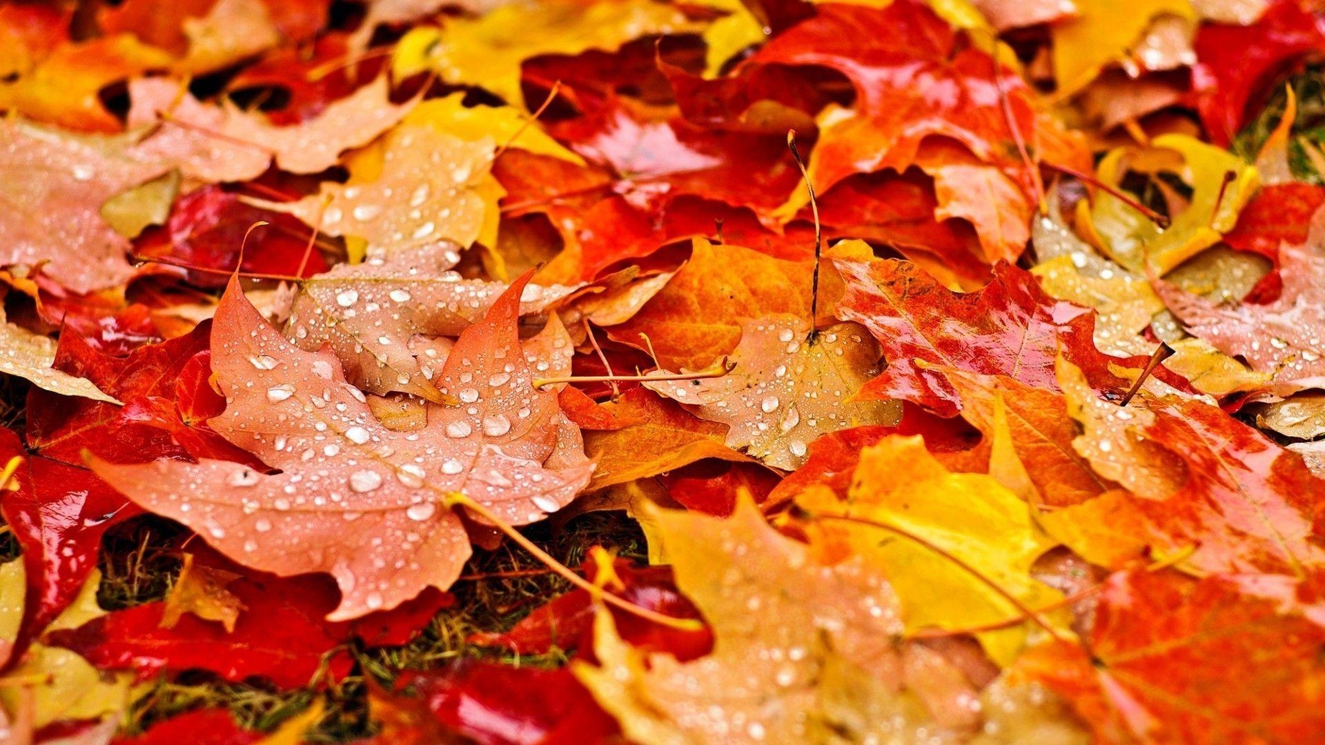 Herbst, Blätter, HD, Wallpaper, Natur, 1920x1080 Full HD Desktop