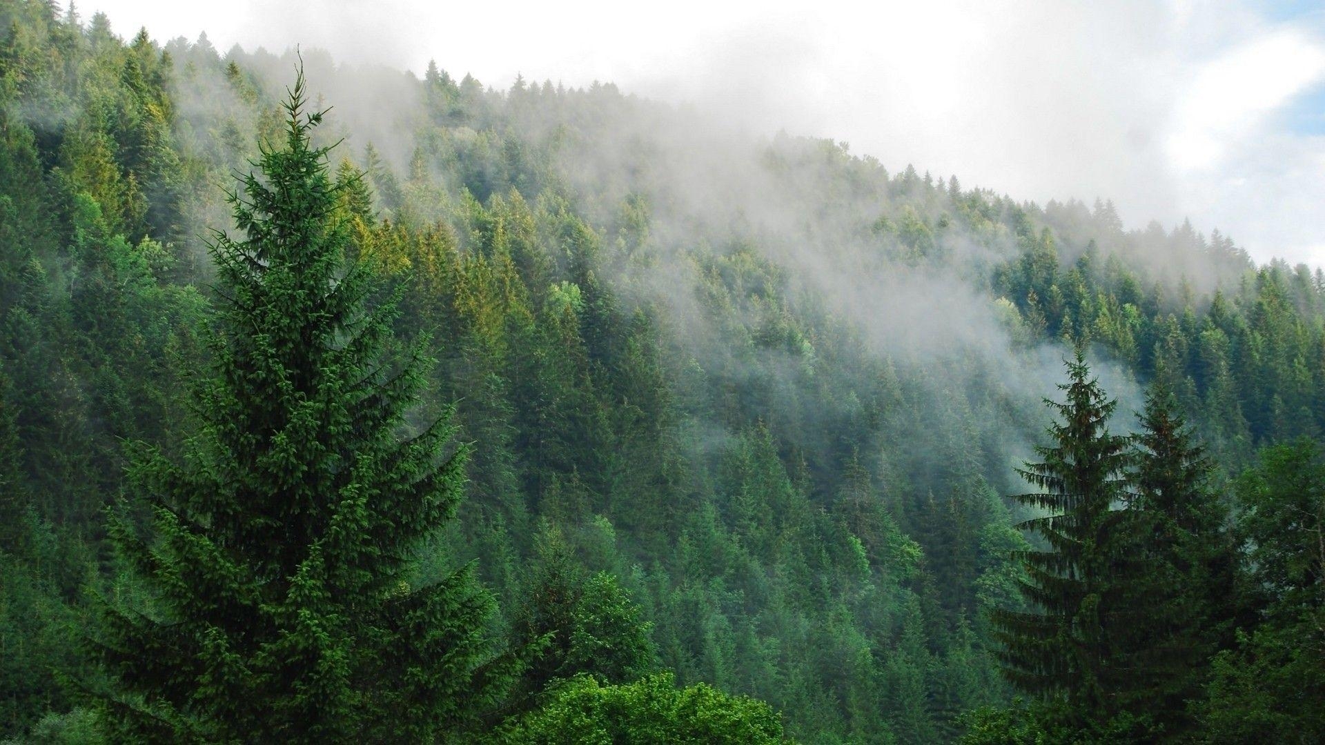 Nebel, Kieferwald, Natur, Wald, Geheimnisvoll, 1920x1080 Full HD Desktop