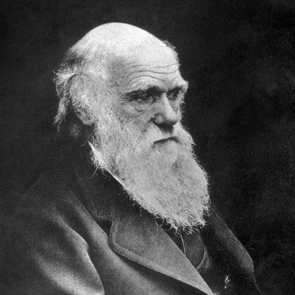 Charles Darwin, Hintergrundbild, Evolution, Naturforscher, Biologie, 1000x1000 HD Handy