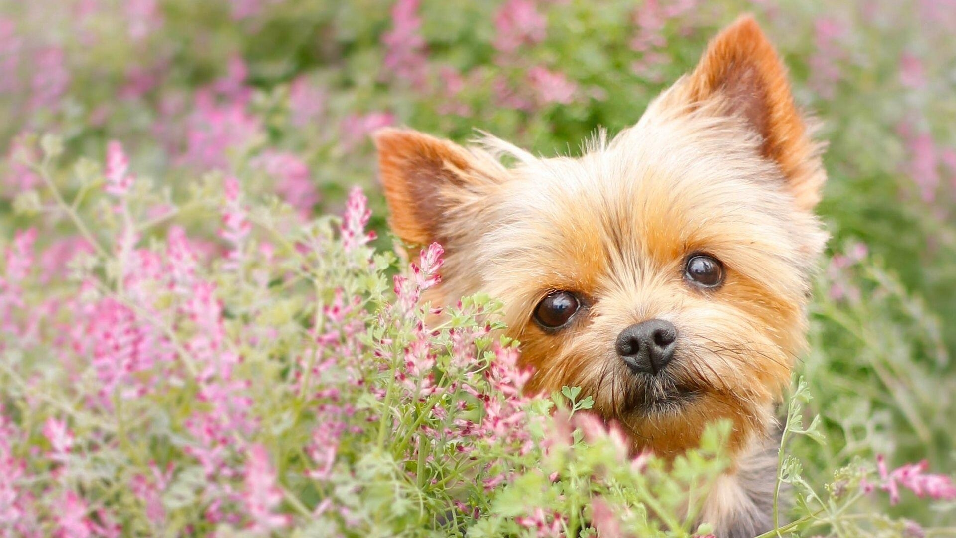 Yorkshire Terrier, Desktop, Hintergrund, Tiermotiv, Hund, 1920x1080 Full HD Desktop