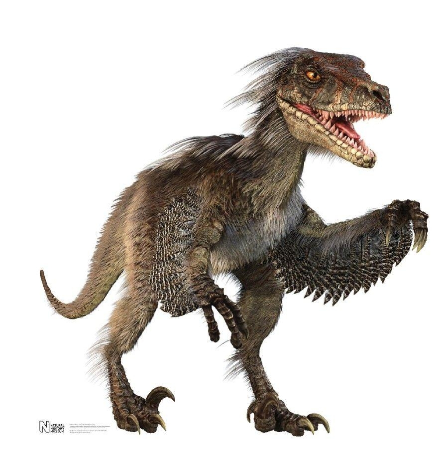 Velociraptor, Dinosaurier, Fakten, Prähistorisch, Datenbank, 900x940 HD Handy