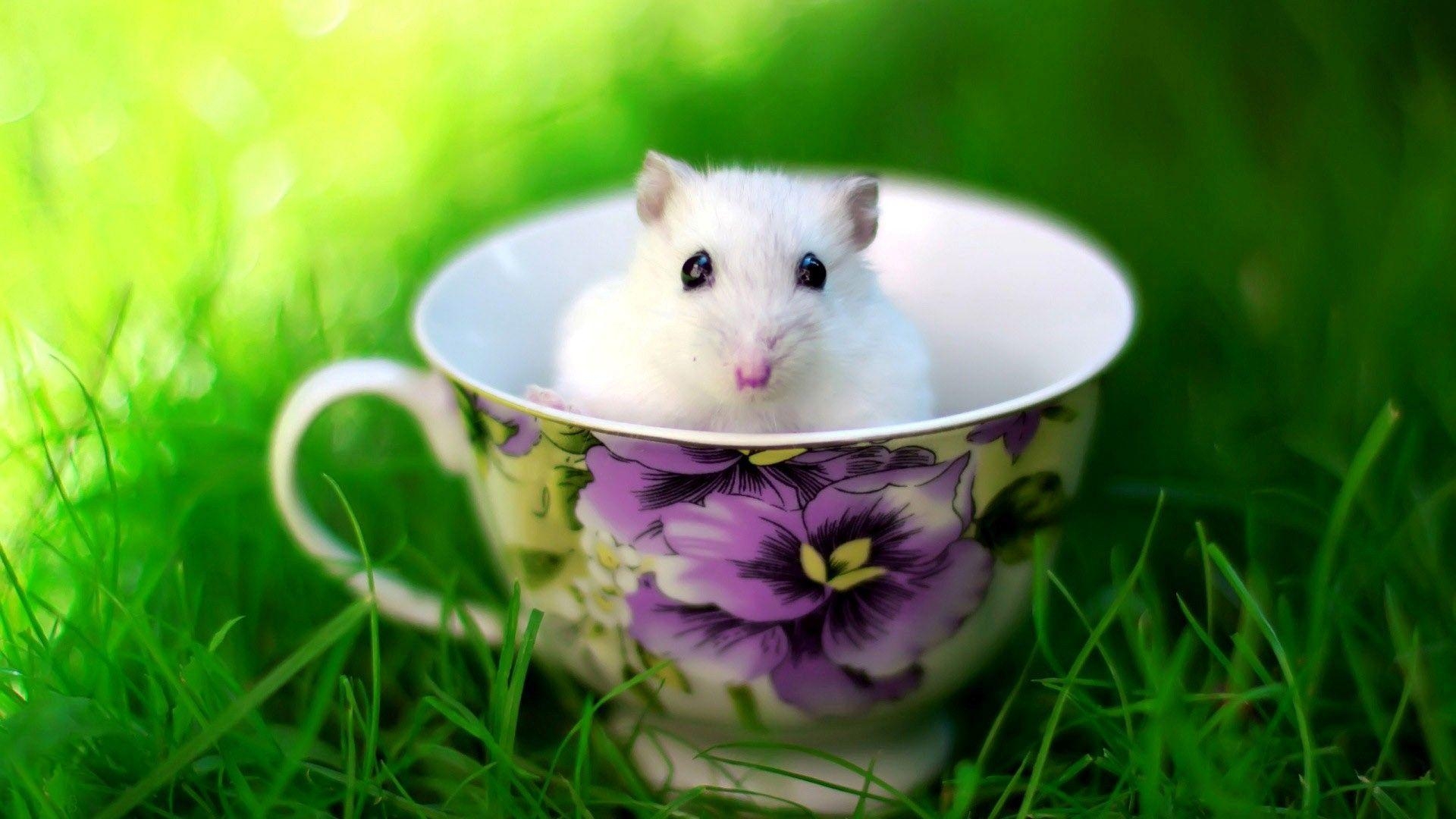 Süße Ratte, Baby, Tasse, Weiß, Niedlich, 1920x1080 Full HD Desktop