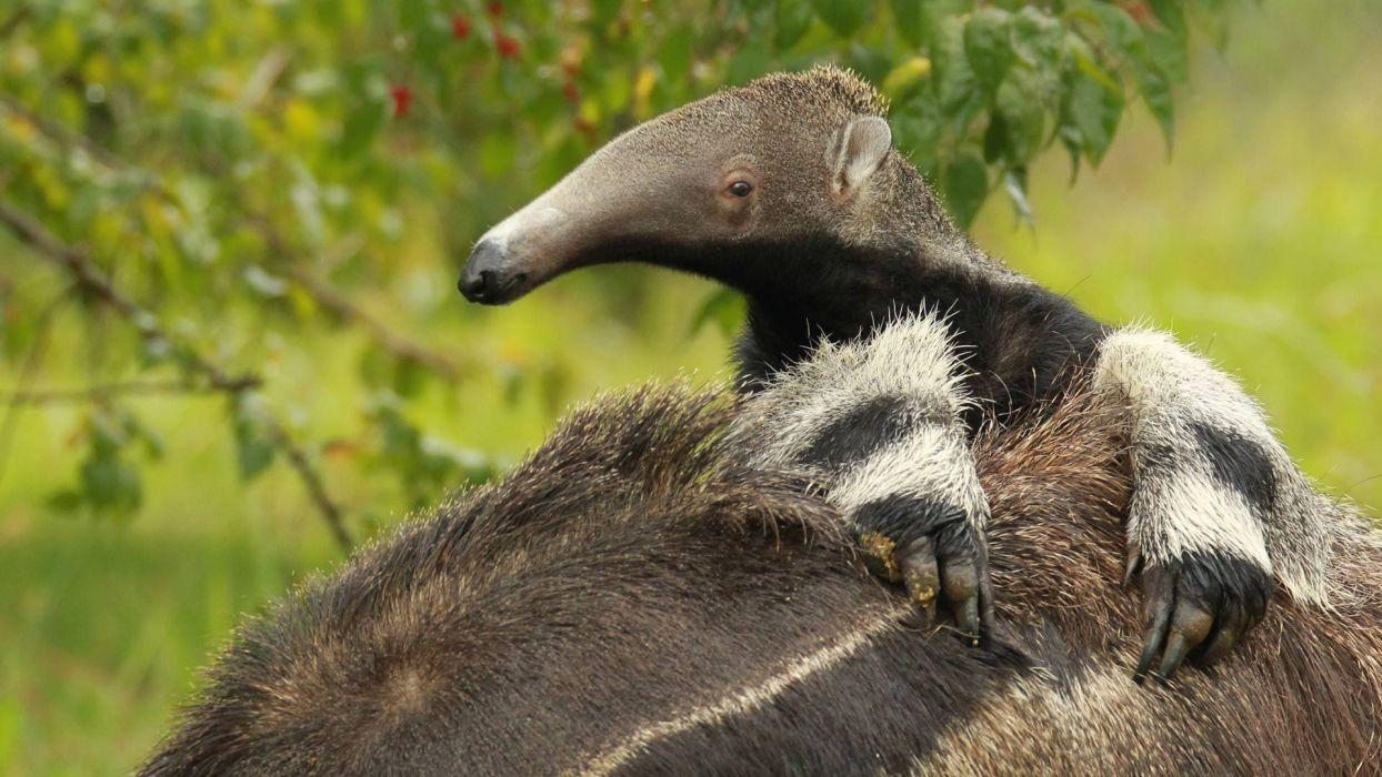 Ameisenbär, Vermilingua, 1080p, Tier, Hintergrund, 1250x700 HD Desktop