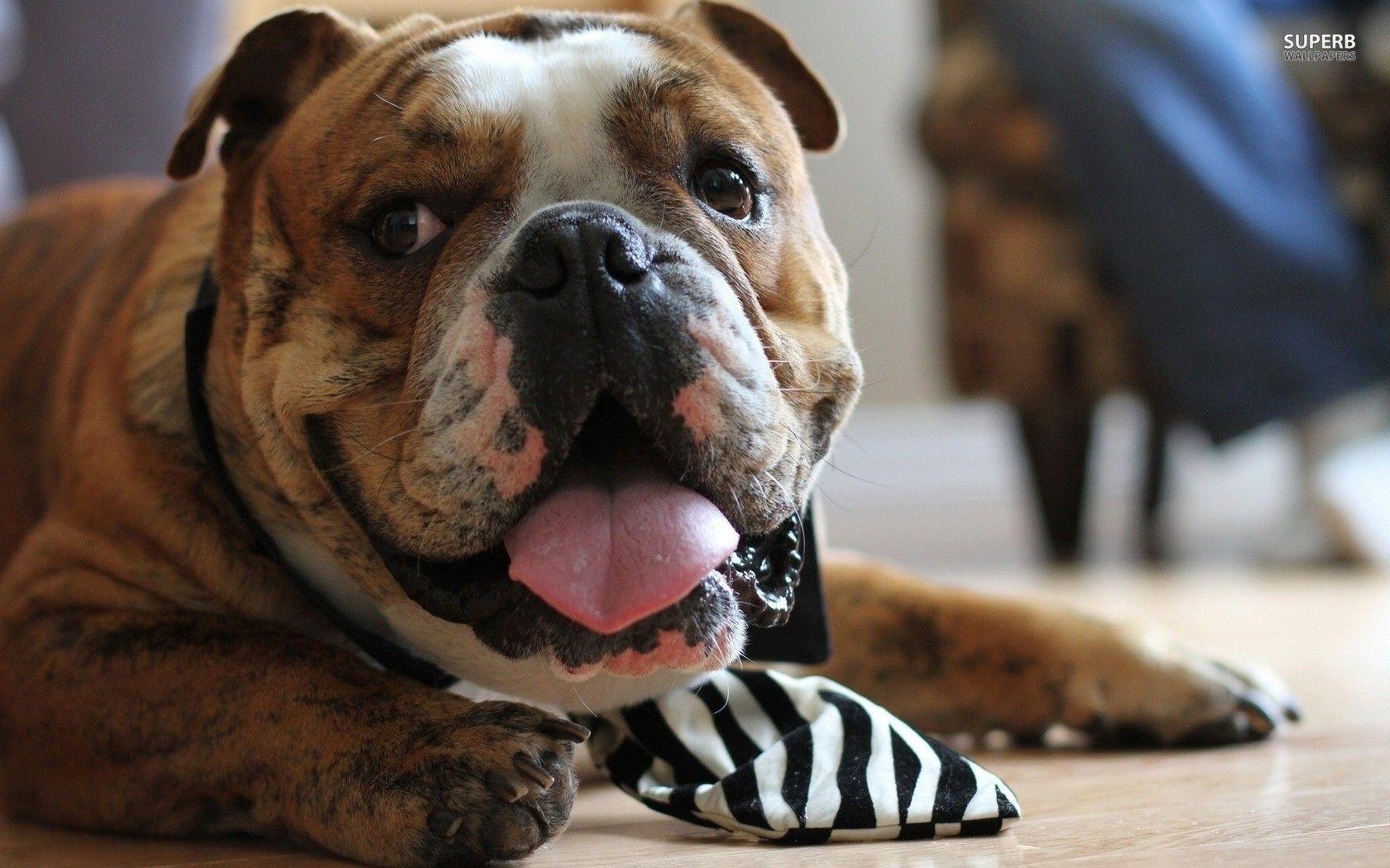 Bulldogge, Niedlich, 11x1050, Bild, Hintergrund, 1680x1050 HD Desktop