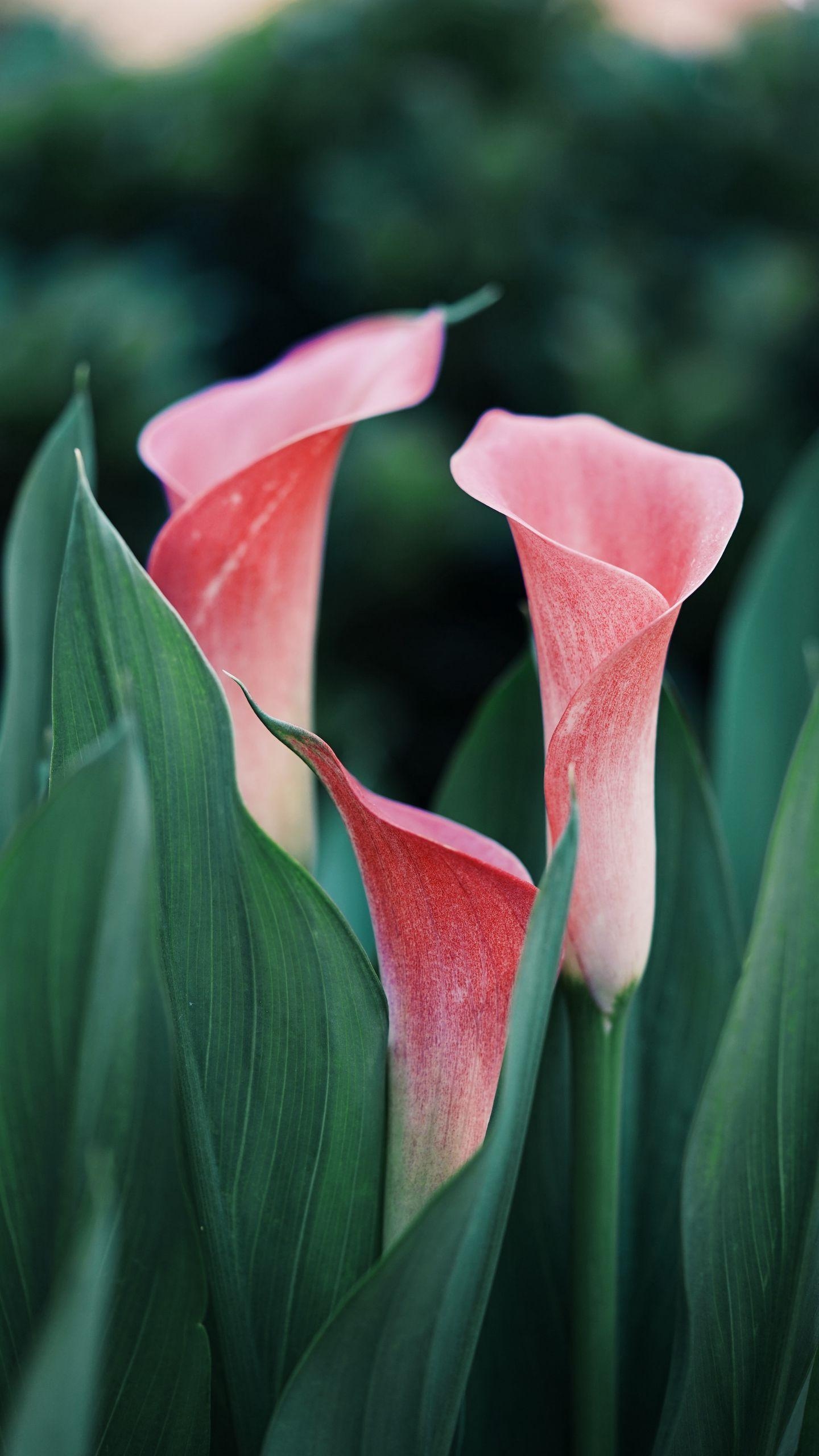 Calla-Lilien, Rosa, Natur, Blume, Nahaufnahme, 1440x2560 HD Handy