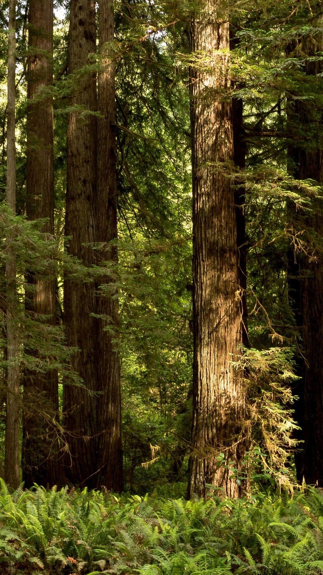 Redwood Nationalpark, Büsche, Bäume, iPhone, Bild, 1080x1920 Full HD Handy