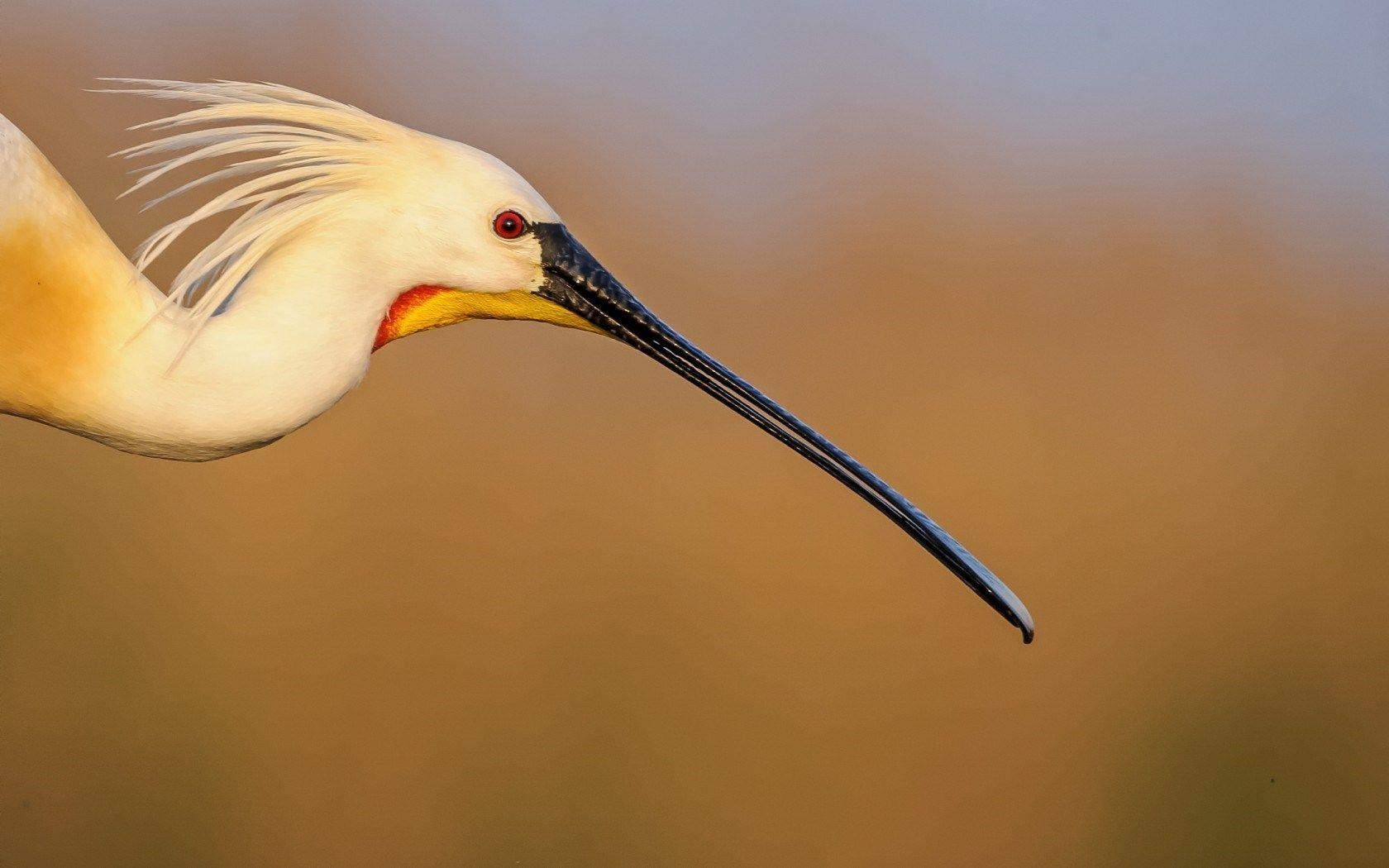 Kranich, HD, Tiere, Vögel, Bild, 1680x1050 HD Desktop