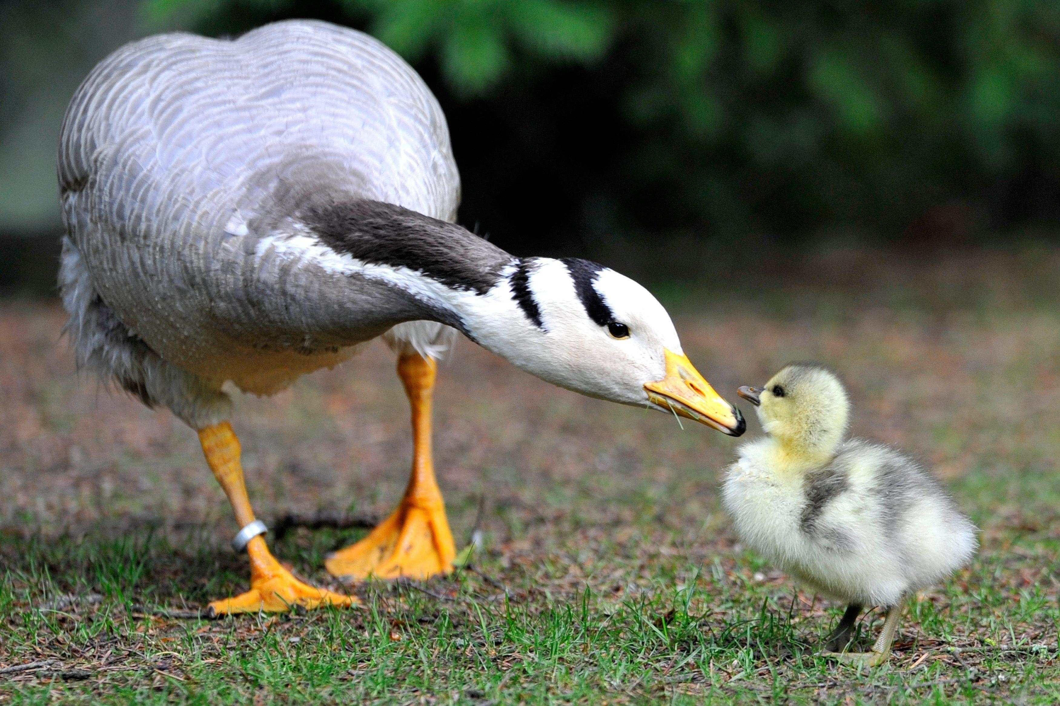 Gans, Tiere, niedliche Gans, Vogel, Hintergrund, 3500x2340 HD Desktop