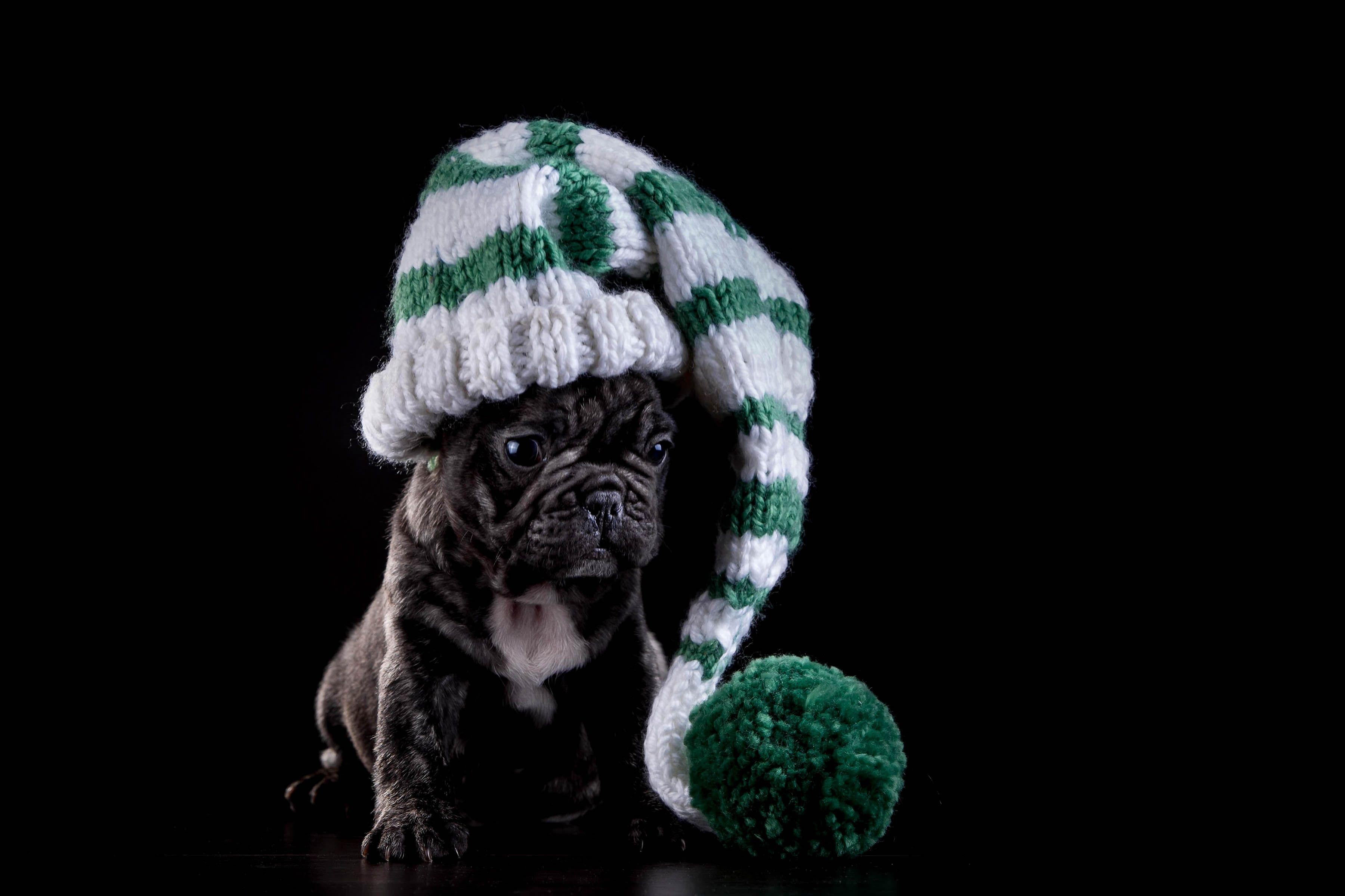 Französische Bulldogge, HD, hohe Auflösung, Hintergrund, flauschig, 3600x2400 4K Desktop