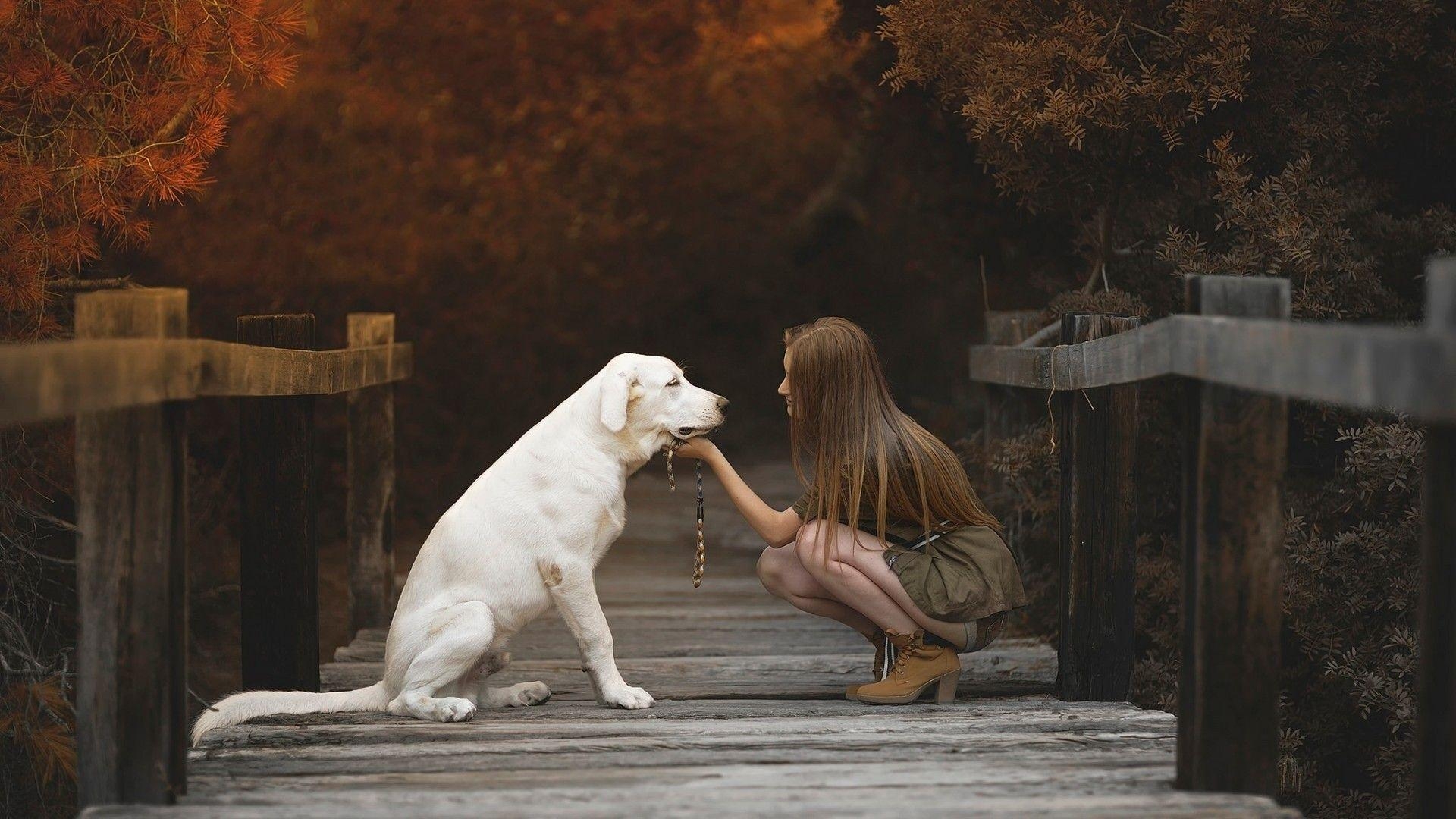 Labrador Retriever, Mädchen, Laptop, HD, Tier, 1920x1080 Full HD Desktop