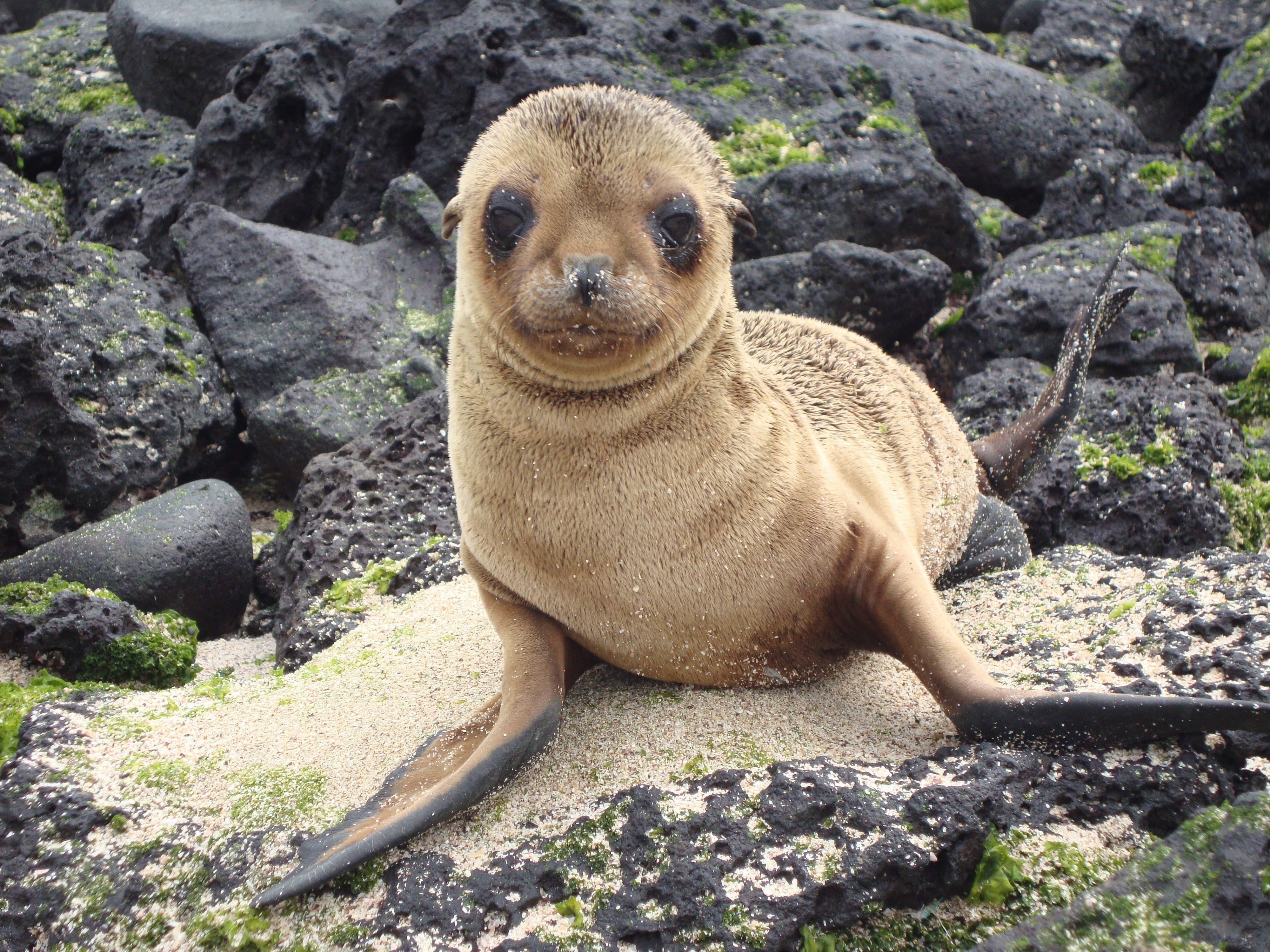 Galapagos, Seelöwe, Download, Foto, Ecuador, 4000x3000 4K Desktop