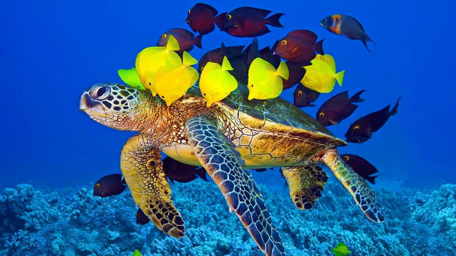 Gelber Fisch, Schildkröte, iPhone, Hintergrund, Meeresleben, 1600x900 HD Desktop