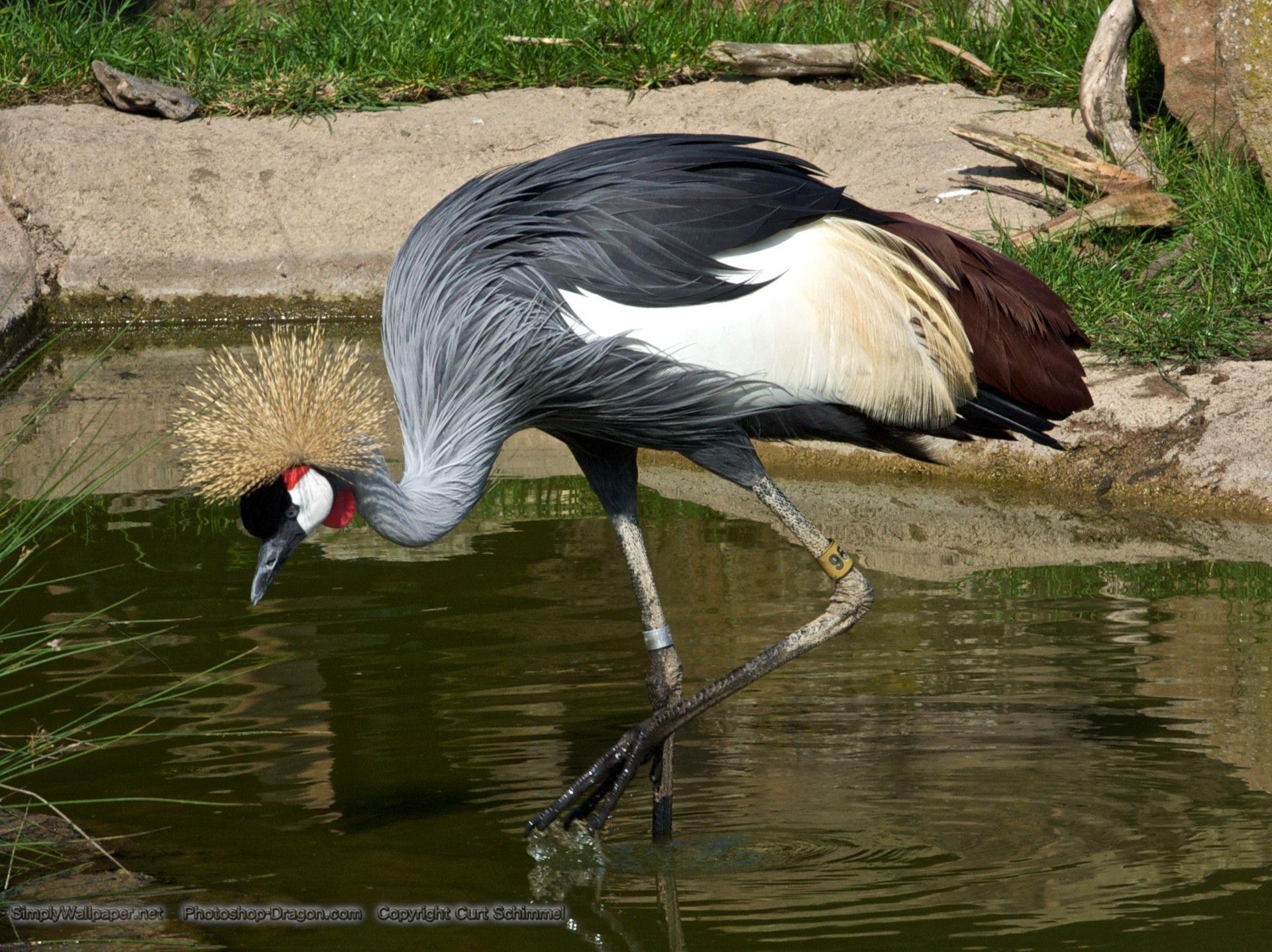 Kranich, Bild, Tiere, Vögel, Fotografie, 1920x1440 HD Desktop