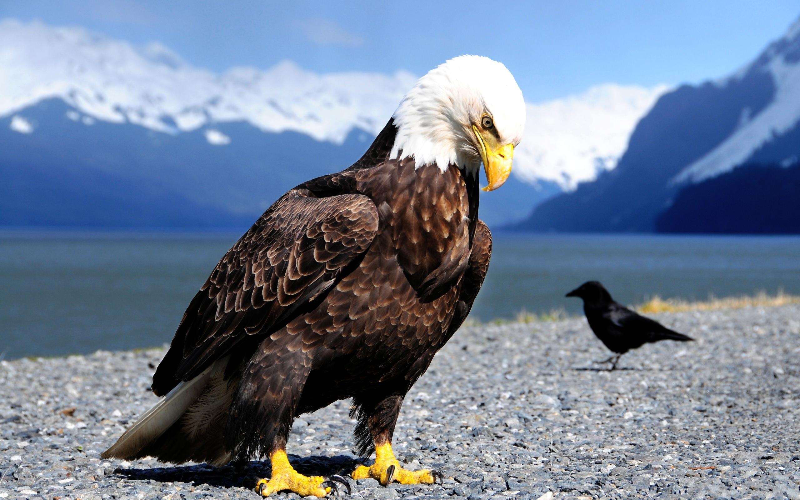 Weißkopfseeadler, HD, Bild, Hintergrund, Tier, 2560x1600 HD Desktop