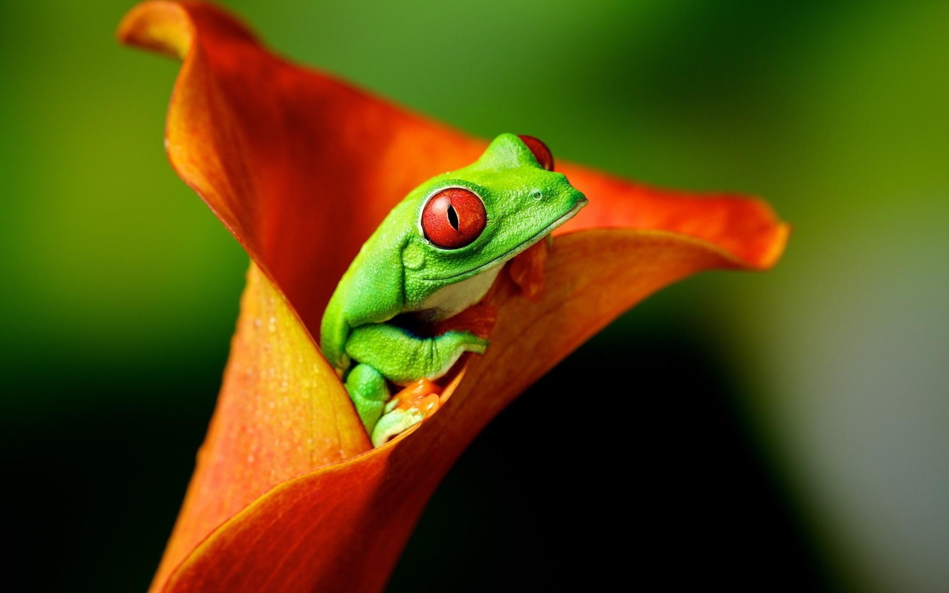 Frosch, 1200px, Tiere, Hintergrund, Natur, 1920x1200 HD Desktop