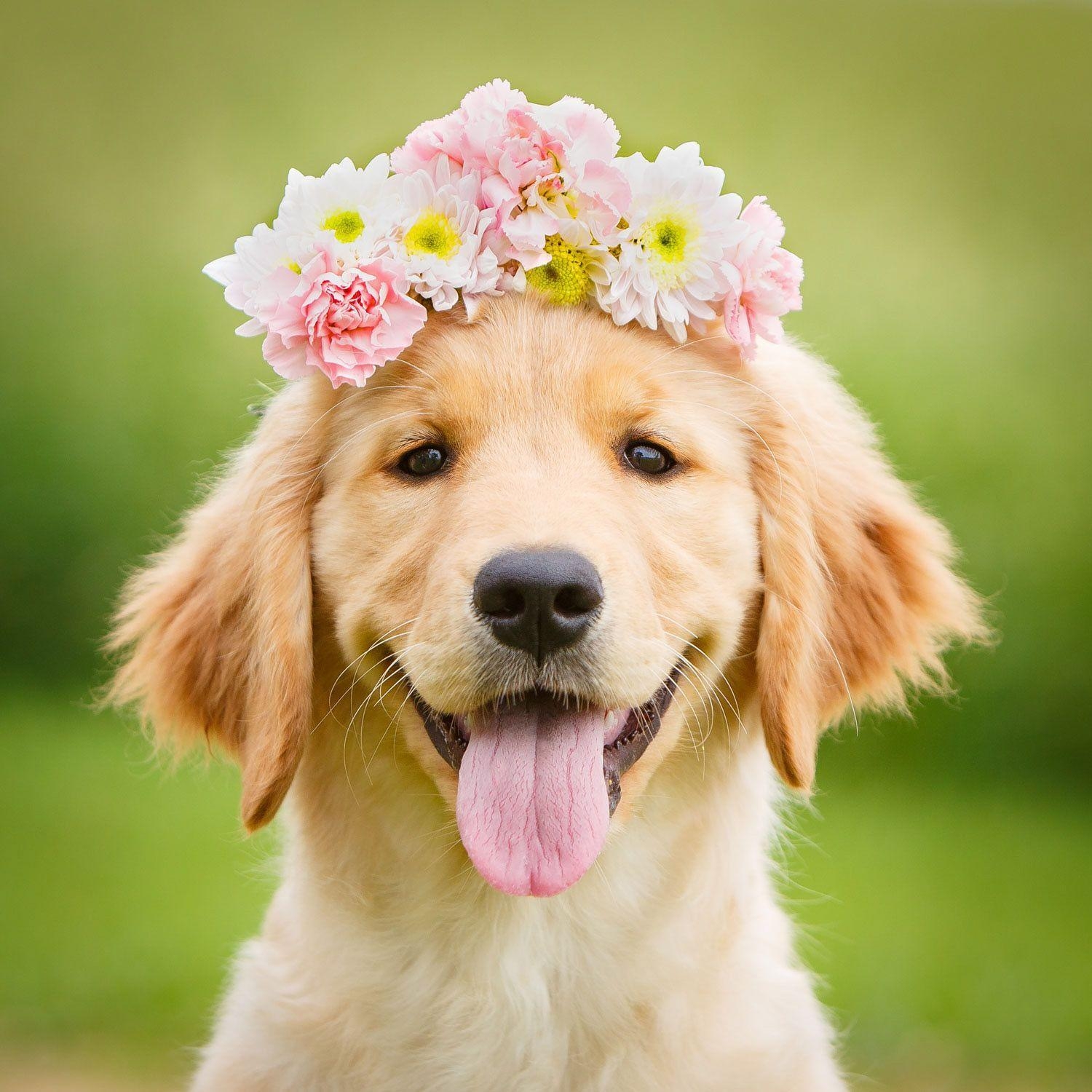 Niedlicher, Sommer, Golden Retriever, Welpe, Bild, 1500x1500 HD Handy