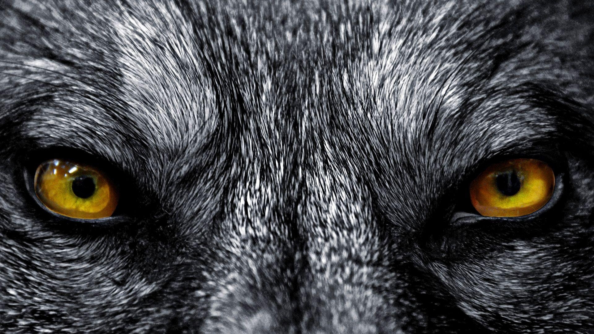 Wolf, eindrucksvoll, Bild, Digital, Natur, 1920x1080 Full HD Desktop