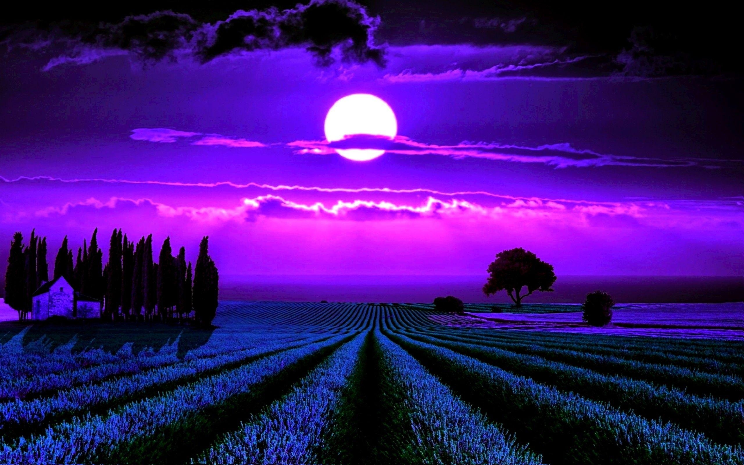 Mondlicht, Lavendel, Nacht, Felder, Himmel, 2560x1600 HD Desktop