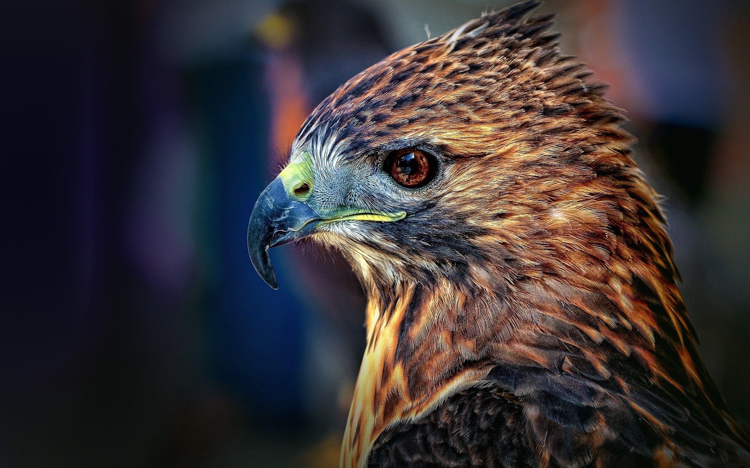 HD-Habicht, Tierwelt, Vögel, Natur, Adler, 2560x1600 HD Desktop