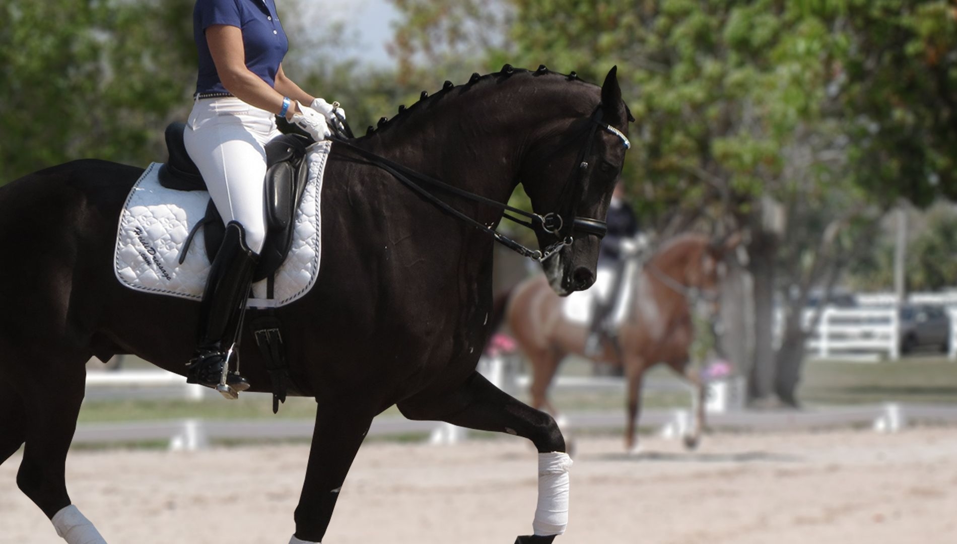 Heidi Dressur, International, Dressurpferde, Reitsport, 1900x1080 HD Desktop