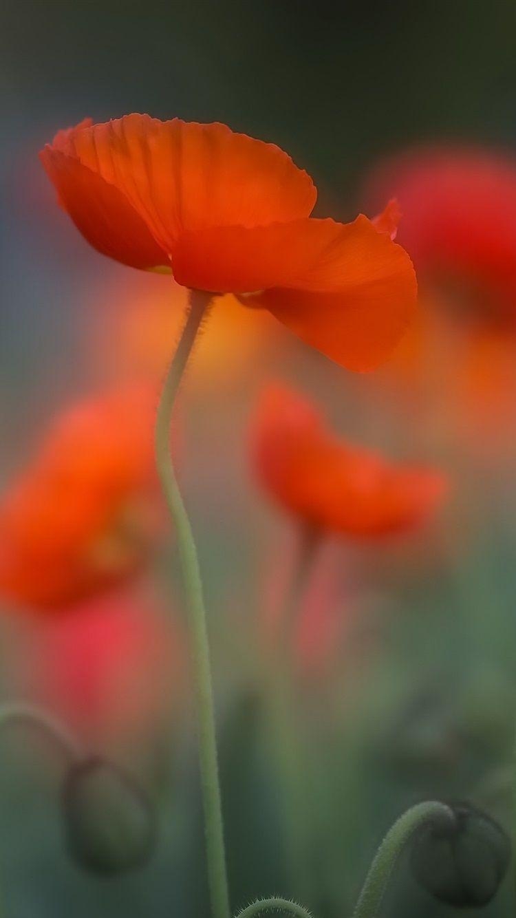 Mohnblume, Natur, rote Blume, HD Bild, 750x1340 HD Handy