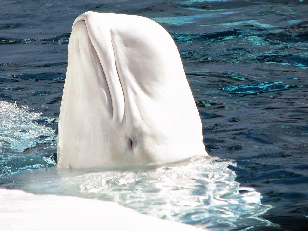 Beluga Wal, Top, HD, Hintergrund, Tier, 1030x770 HD Desktop