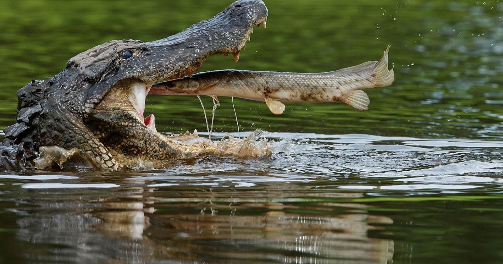 Alligator, Tiere, HD, Reptil, Hintergrund, 1600x840 HD Desktop