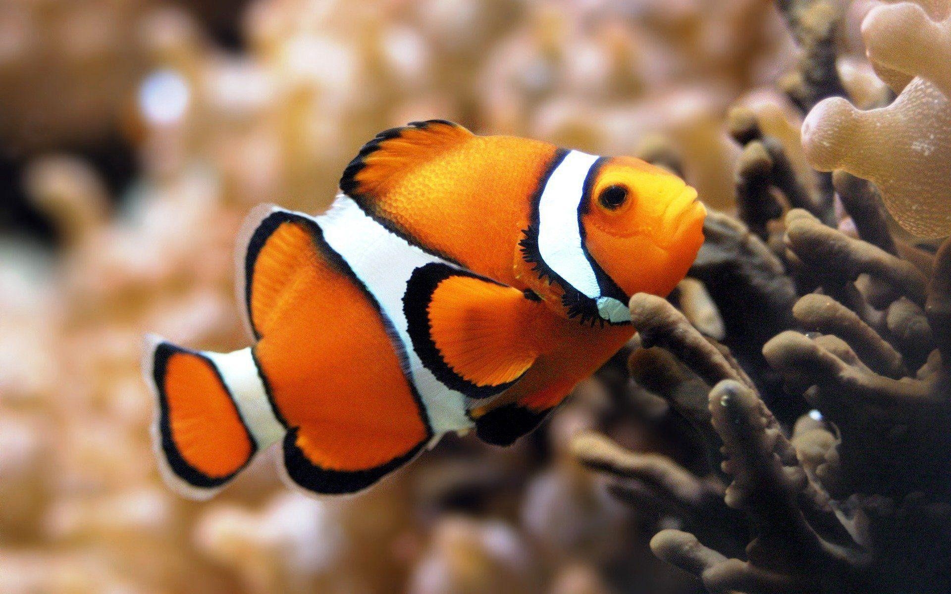 Clown Fische, Fische, Hintergrund, Tiere, HD, 1920x1200 HD Desktop