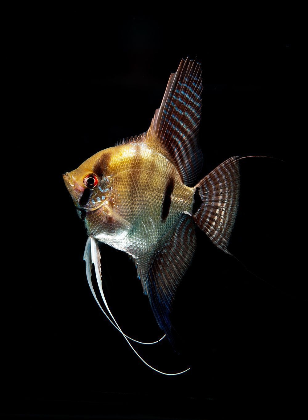 Skalare, Süßwasseraquarium, tropische Fische, Aquarienfische, farbenprächtig, 1000x1370 HD Handy