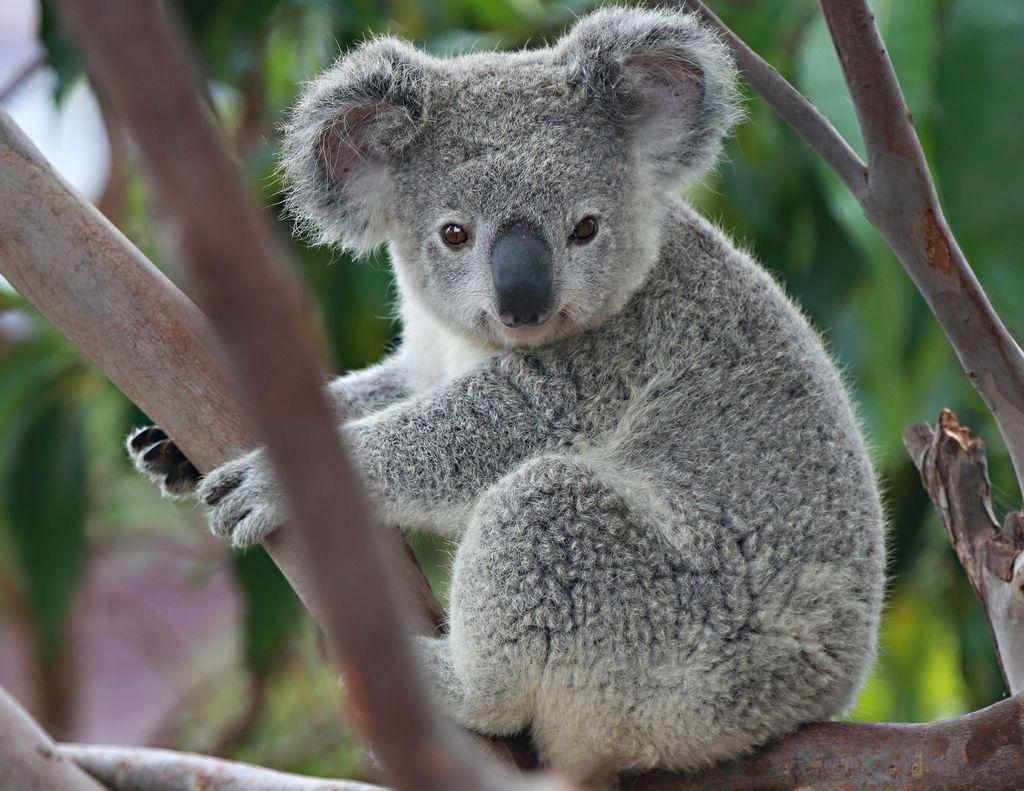 Koala, Australien, Tier, Eukalyptus, Hintergründe, 1030x800 HD Desktop