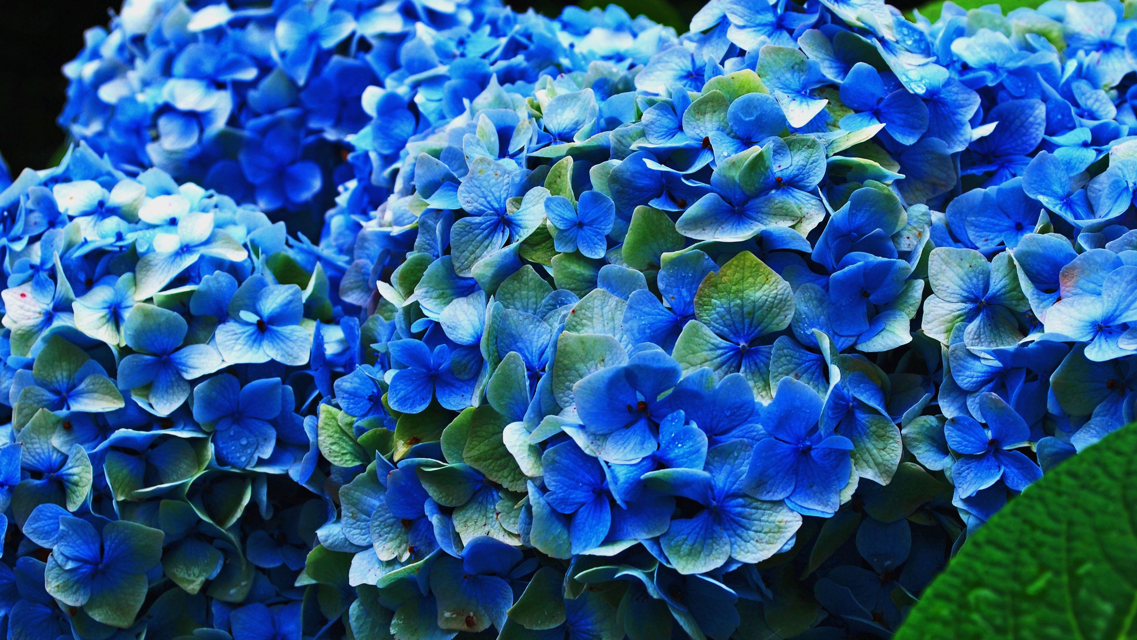 Blauer Blume, Hortensien, Nahaufnahme, Hintergrund, Natur, 3840x2160 4K Desktop